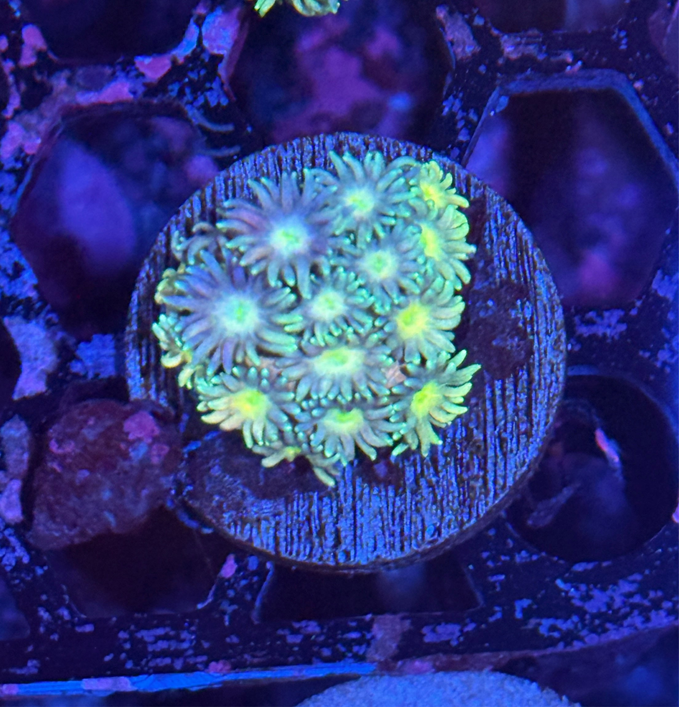 JEA NightWalker Goniopora Coral