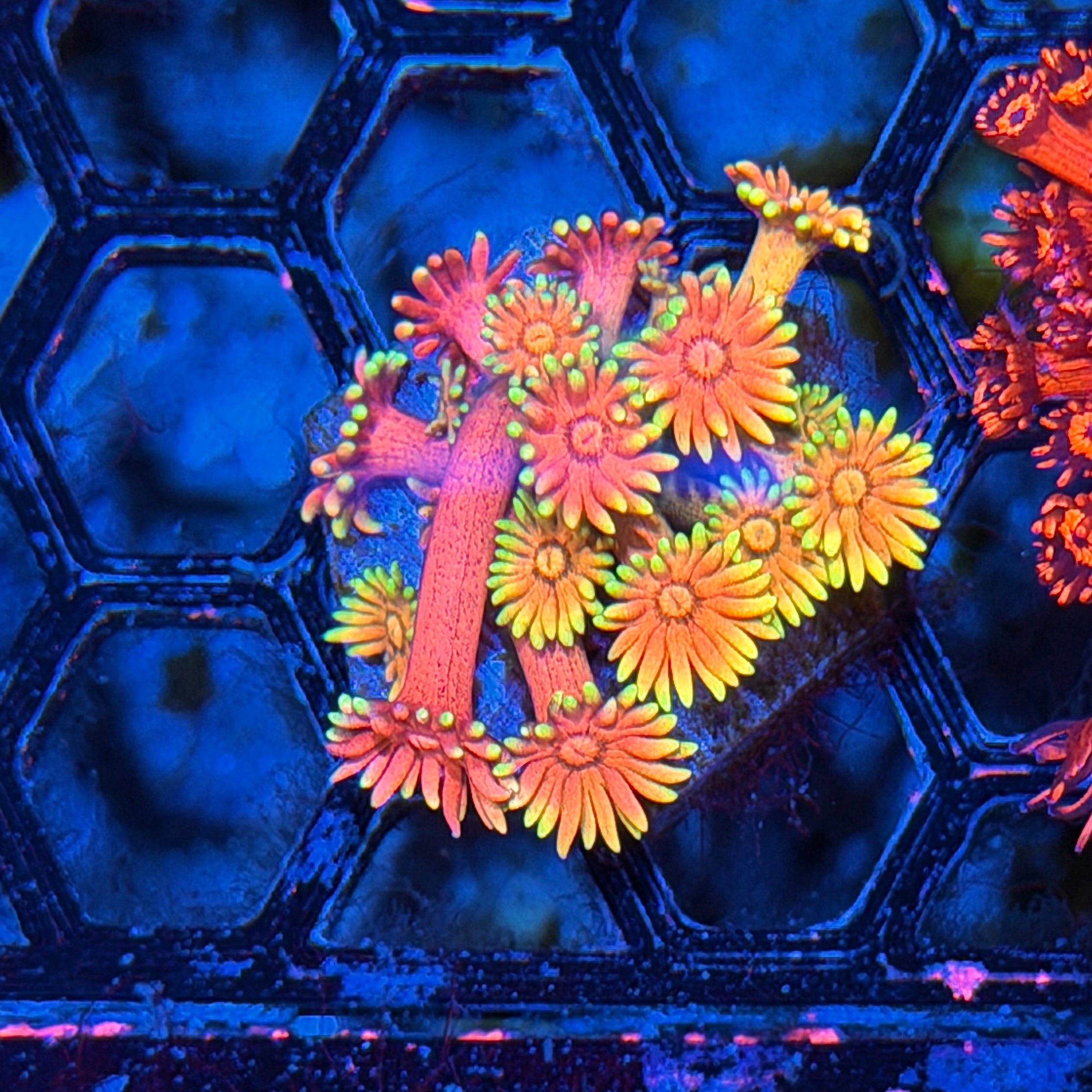 JEA Rainbow Sunset Goniopora Coral 8/1
