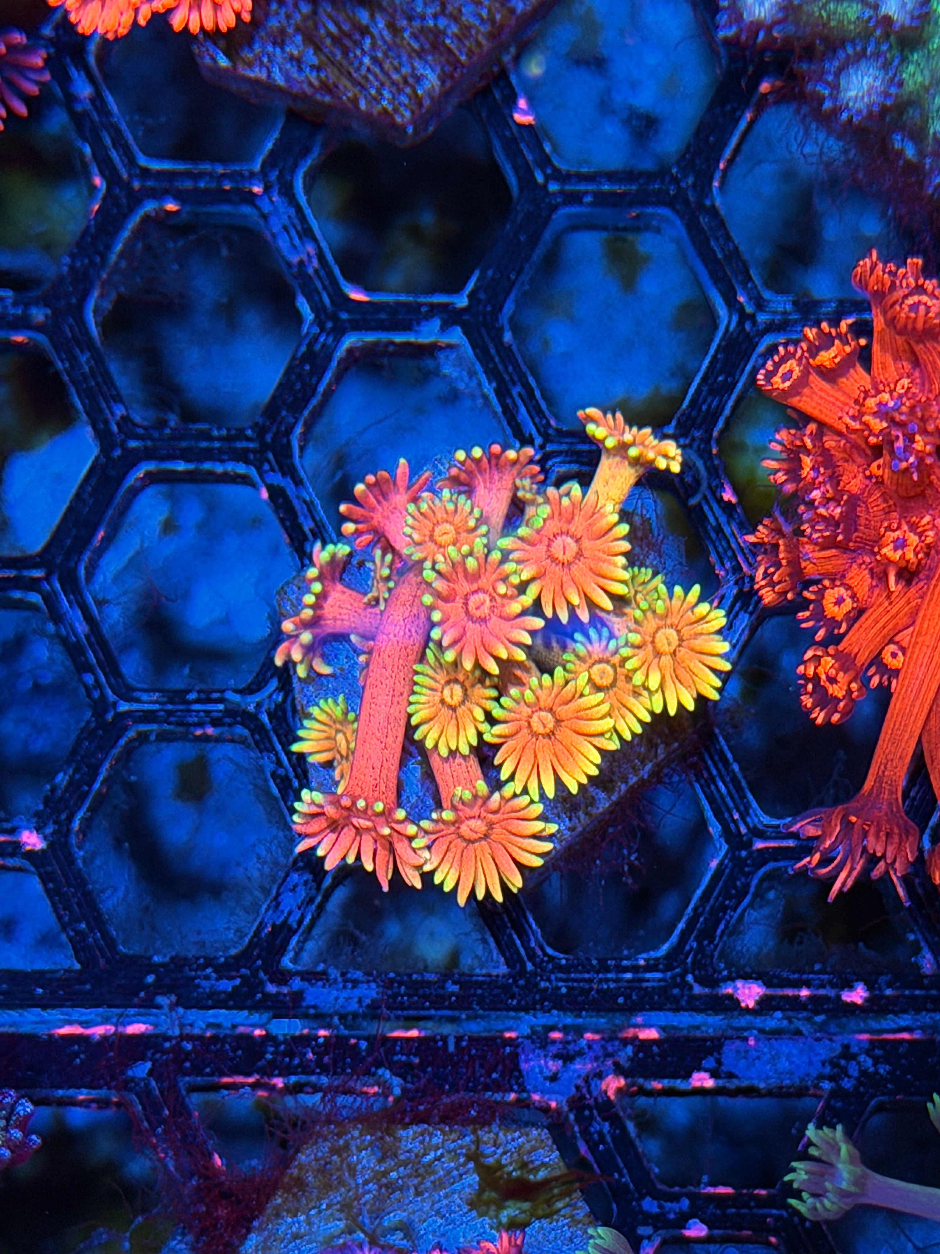 JEA Rainbow Sunset Goniopora Coral