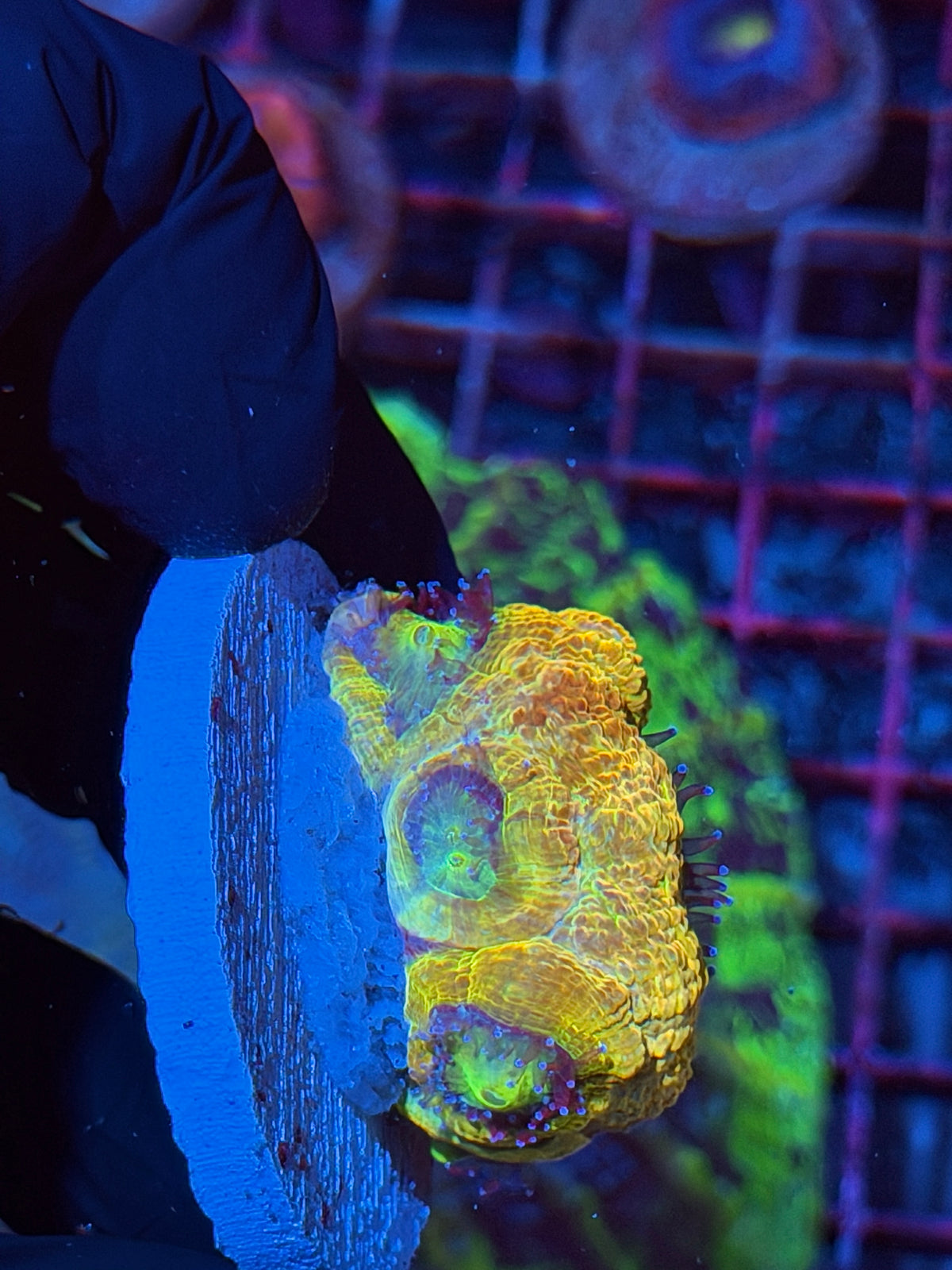 JEA Rainbow Canary Acan Bowerbanki Colony 5 Heads XXL Collectors Piece 9/22