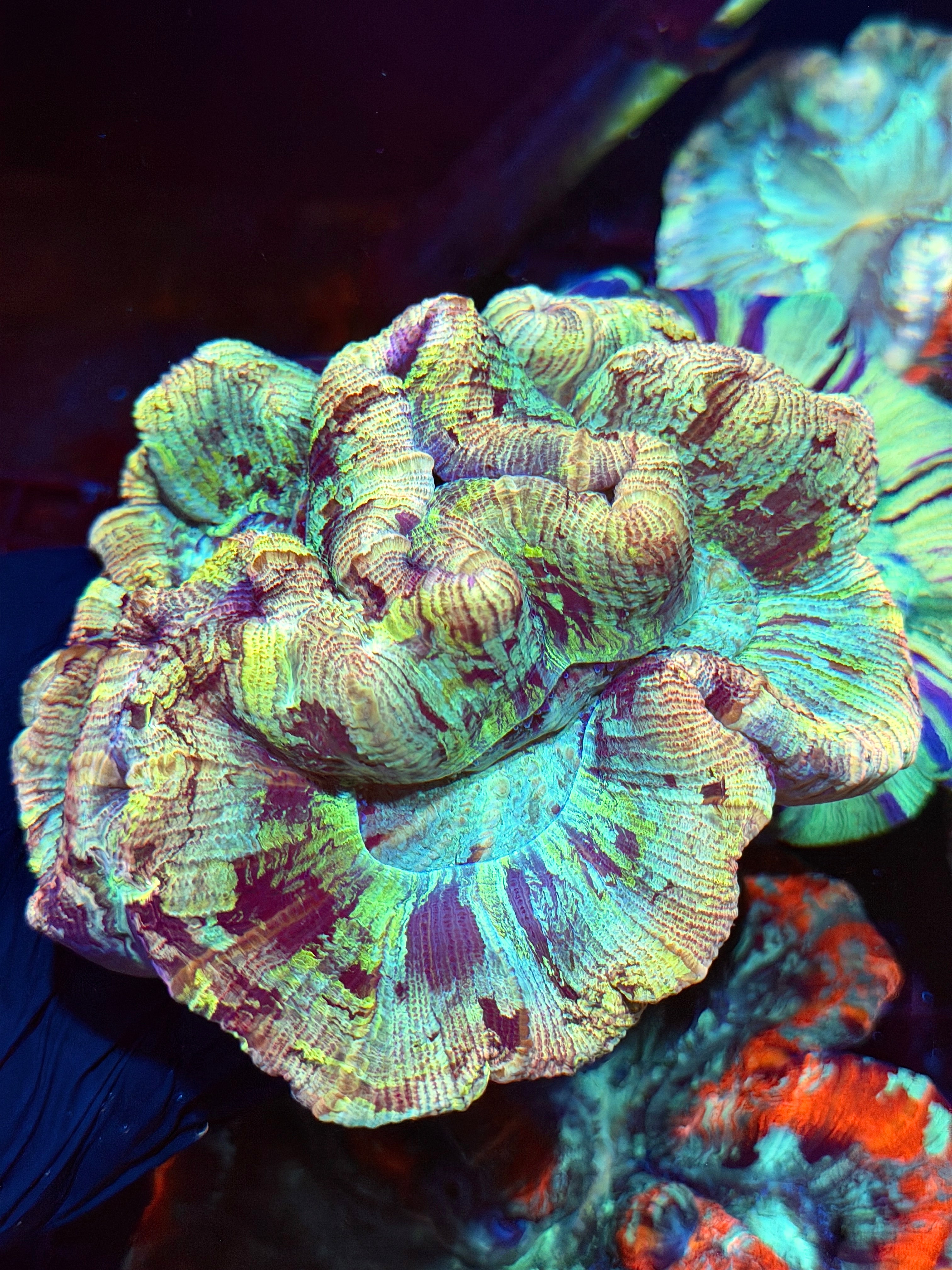 Rainbow Camo Trachyphyllia Meat Coral XXL Show  9/5