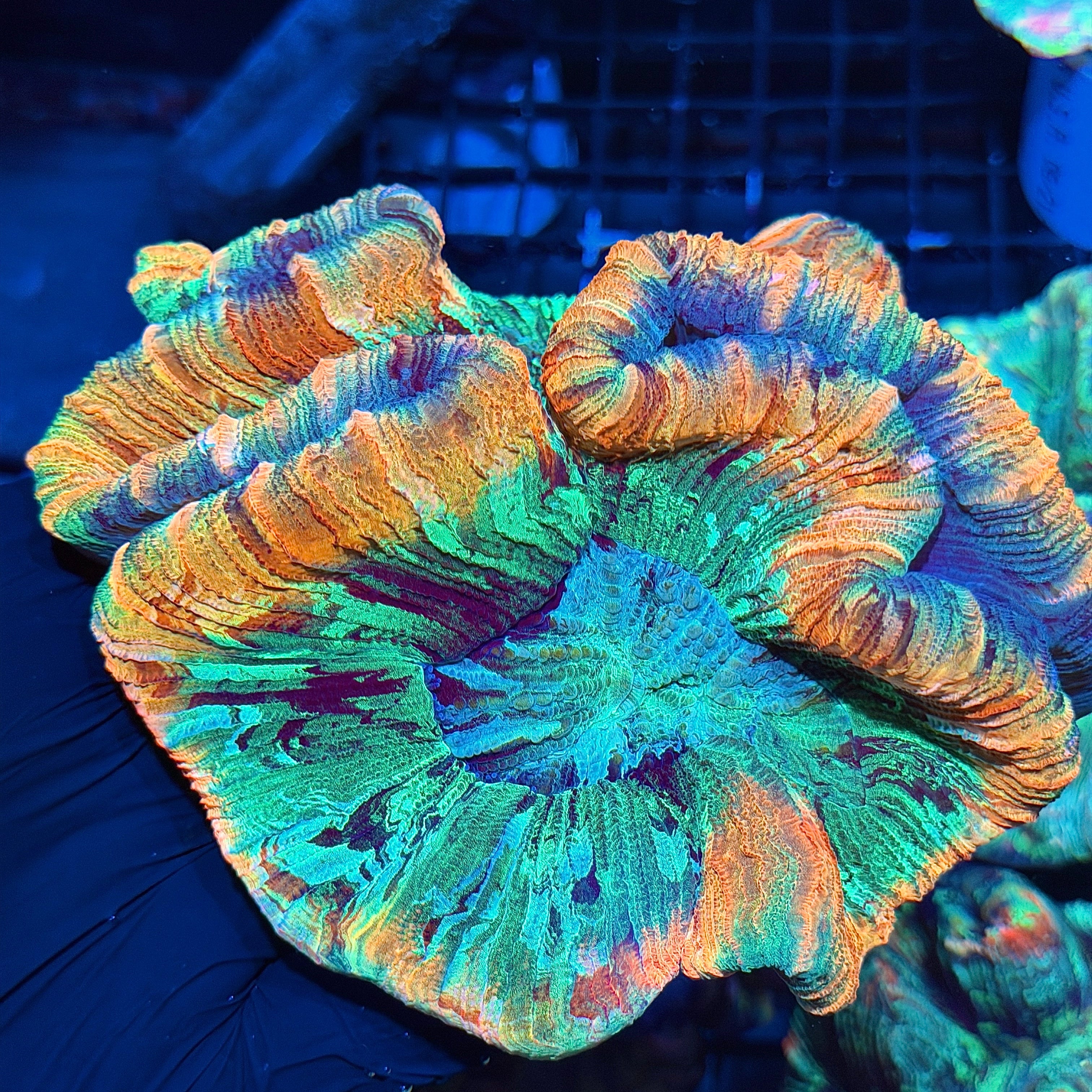 Rainbow Trachyphyllia Meat Coral XXL Show Piece 6/4