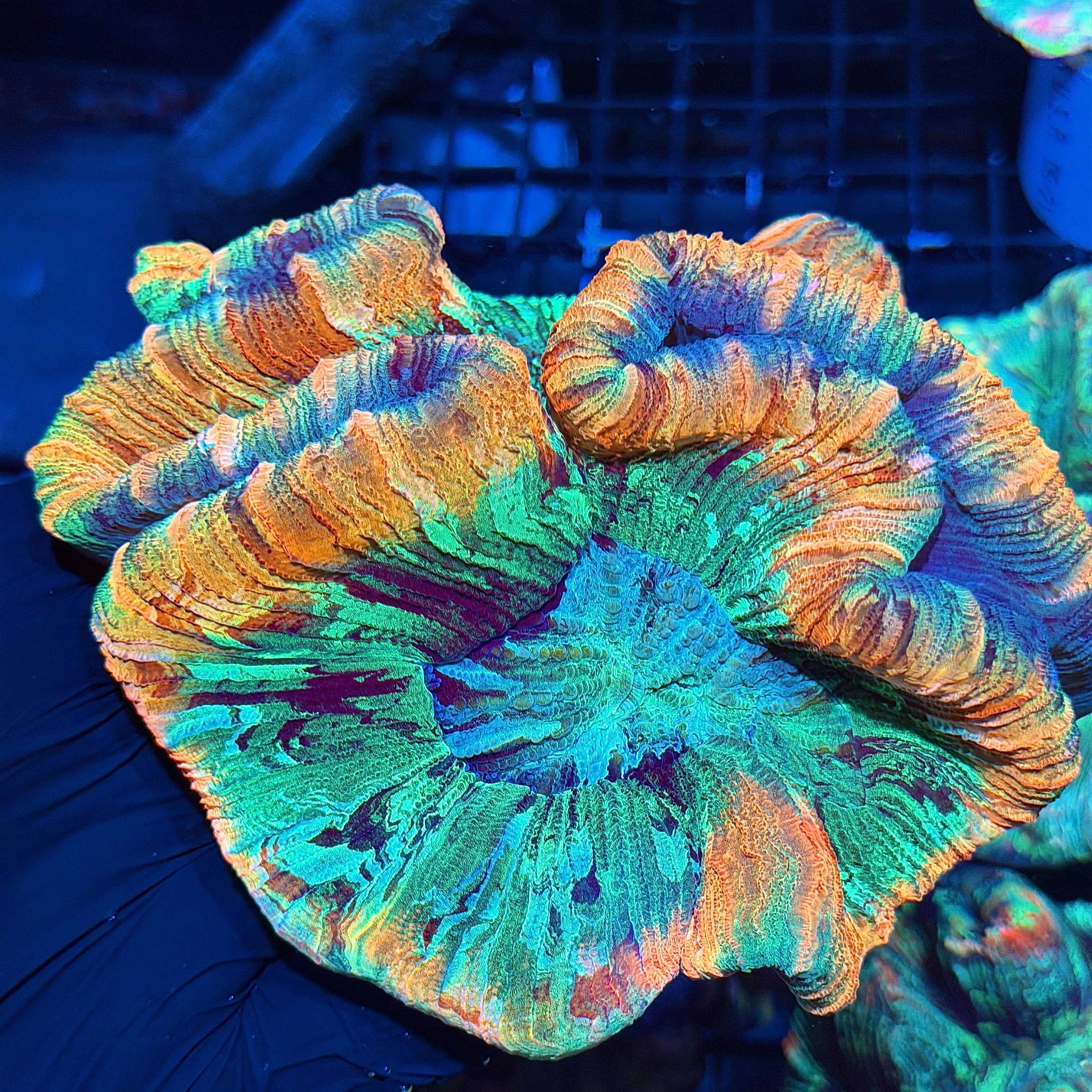 Jay's Exotic Corals