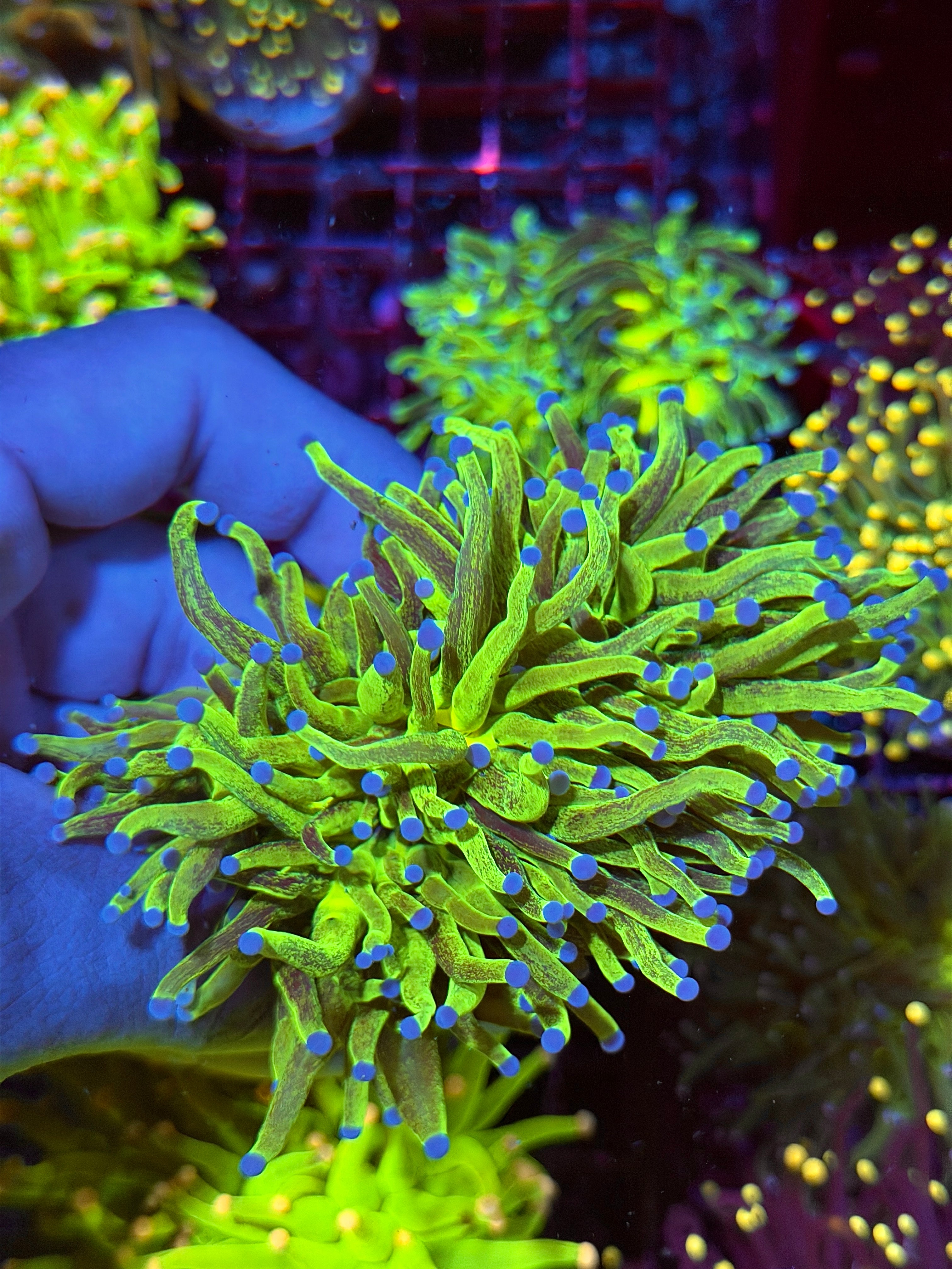 JEA Grafted Glitter Holy Grail Torch Coral 2 XXXL Heads Show Piece