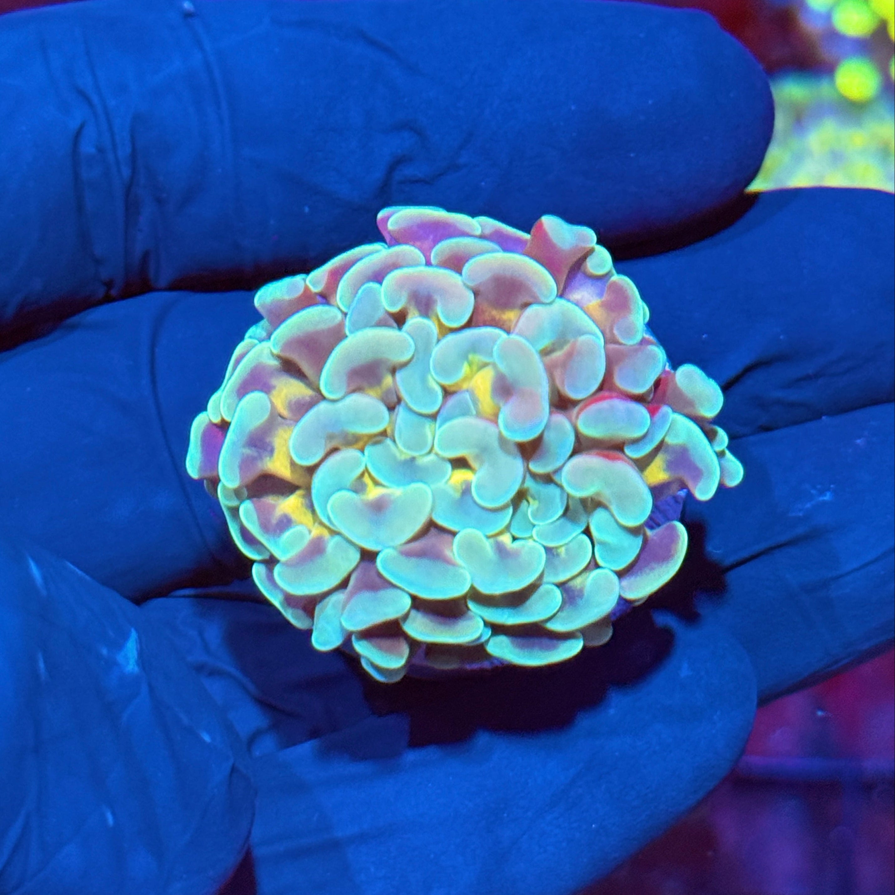 JEA Honey Pot Hammer Coral 1 Heads AQUACULTURED