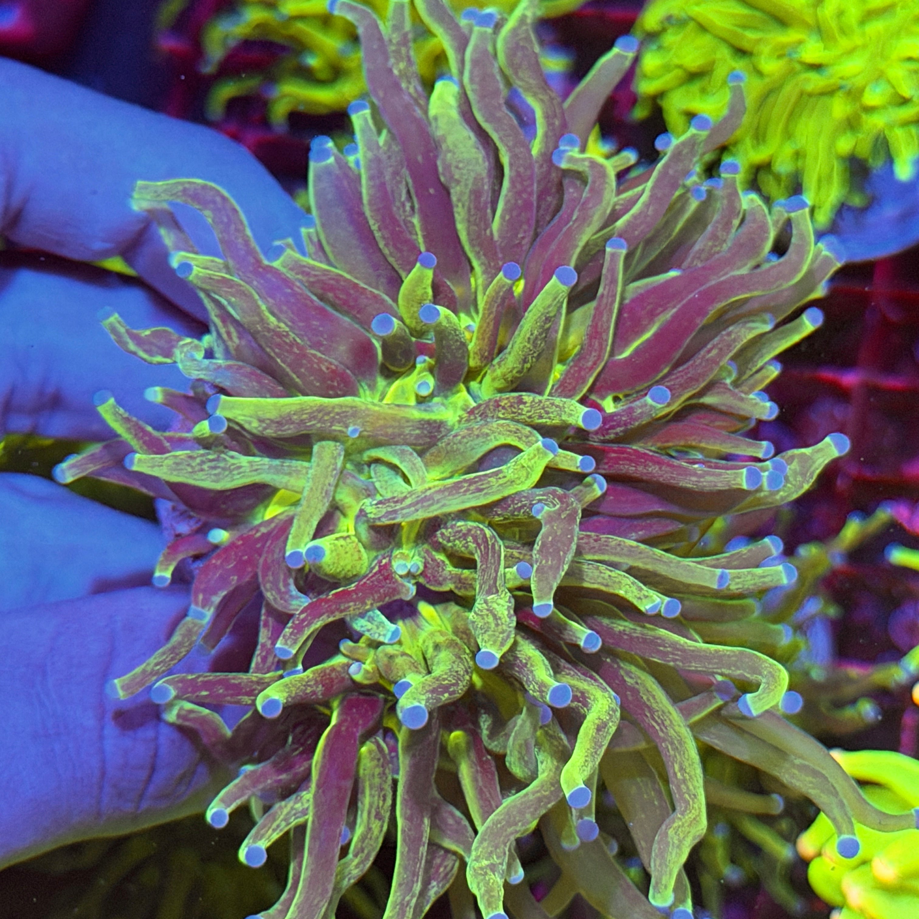 JEA Grafted Holy Grail Torch Coral 2 Heads XXXL Show Piece 6/4