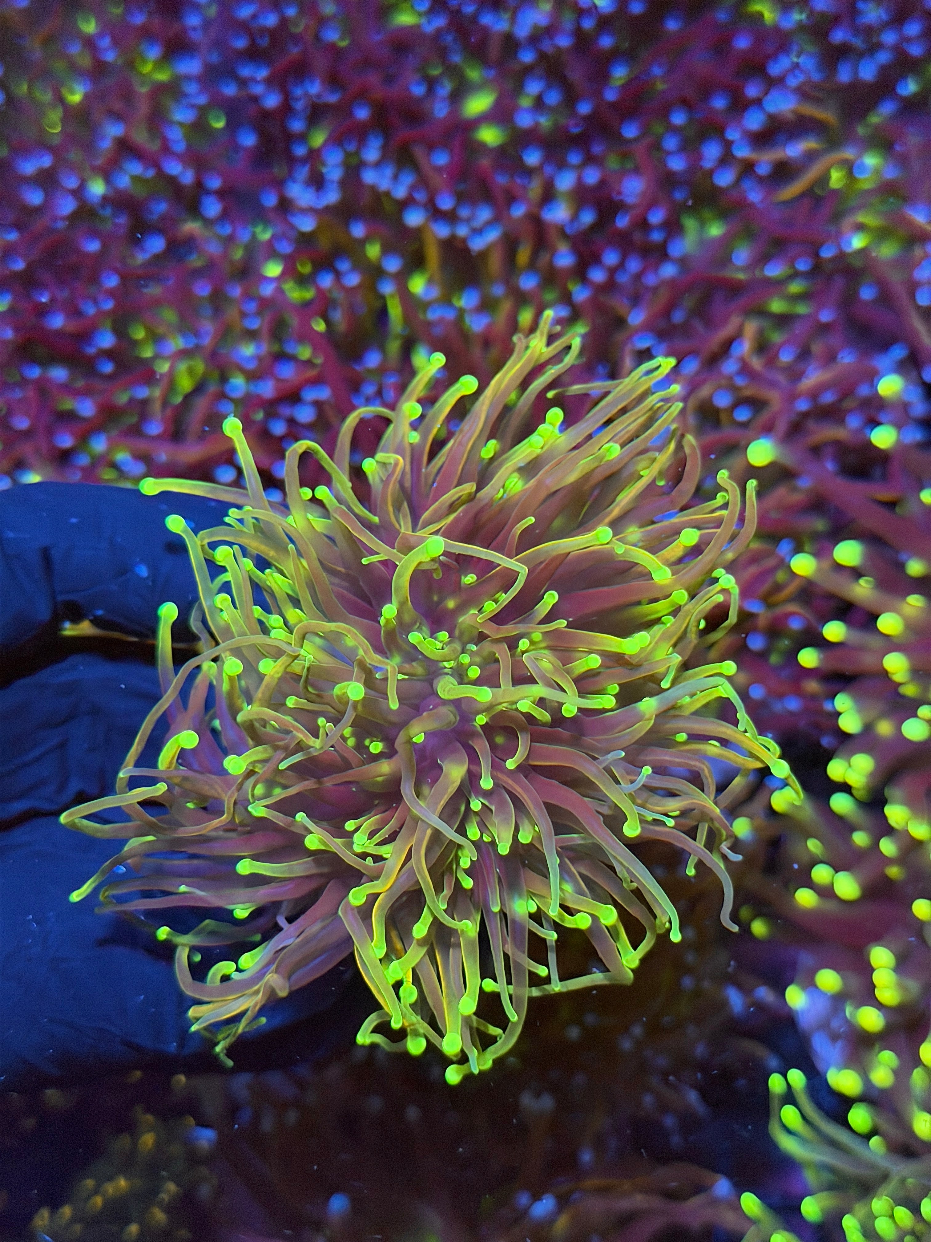 JEA Dragon Fire Torch Coral 3 Heads Splitting XXL