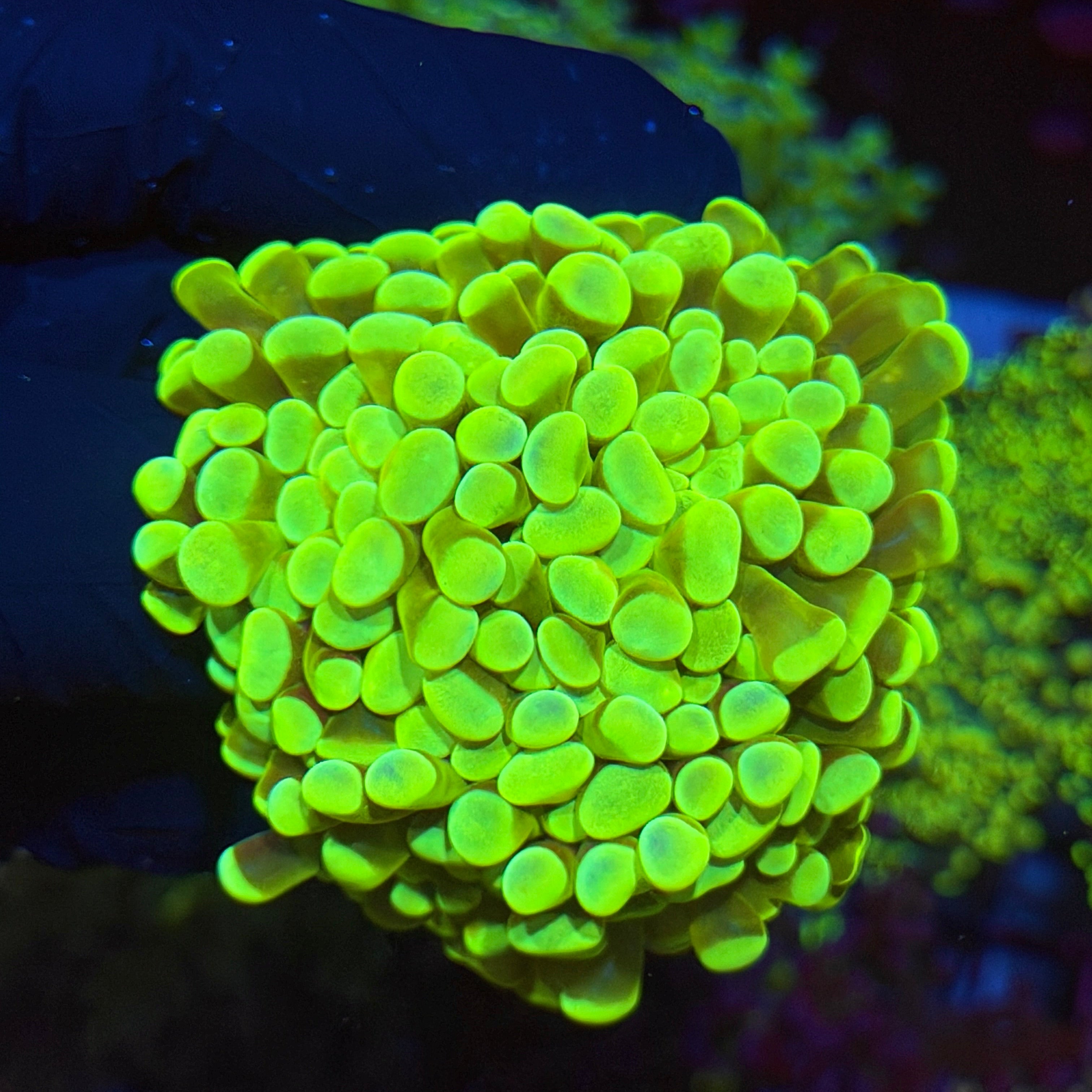 Jay's Exotic Corals