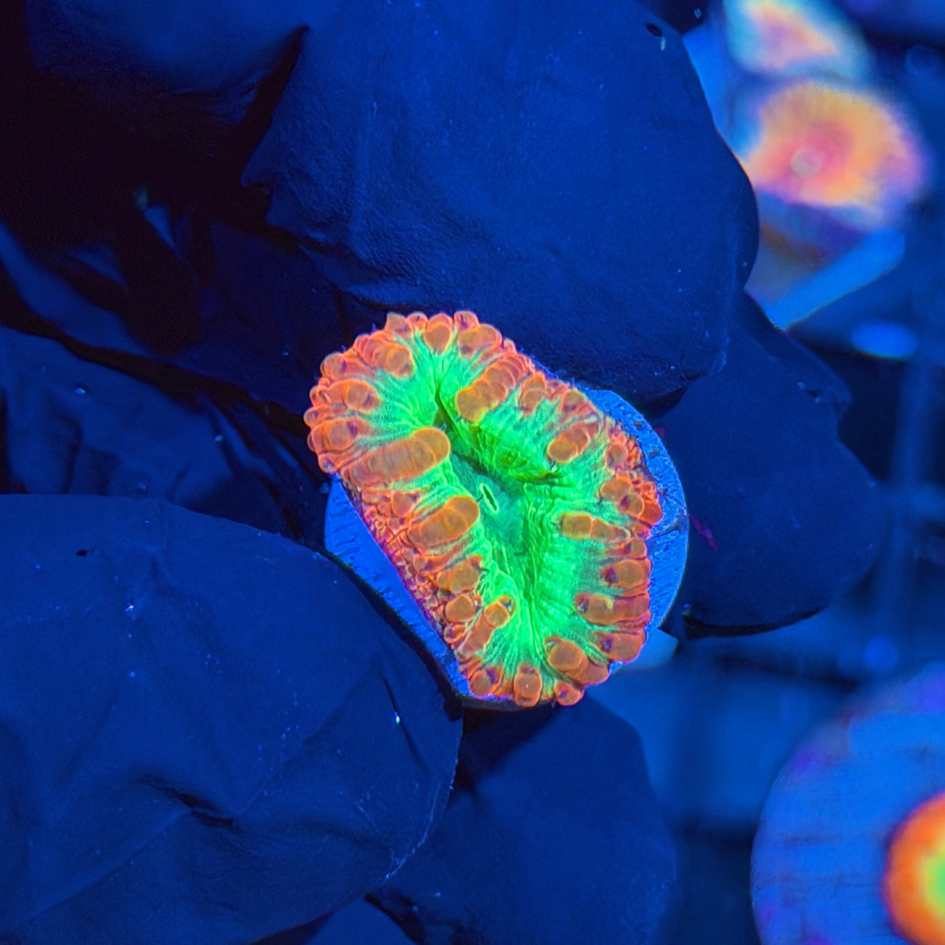 JEA Whammin Watermelon Blastomussa coral 6/3