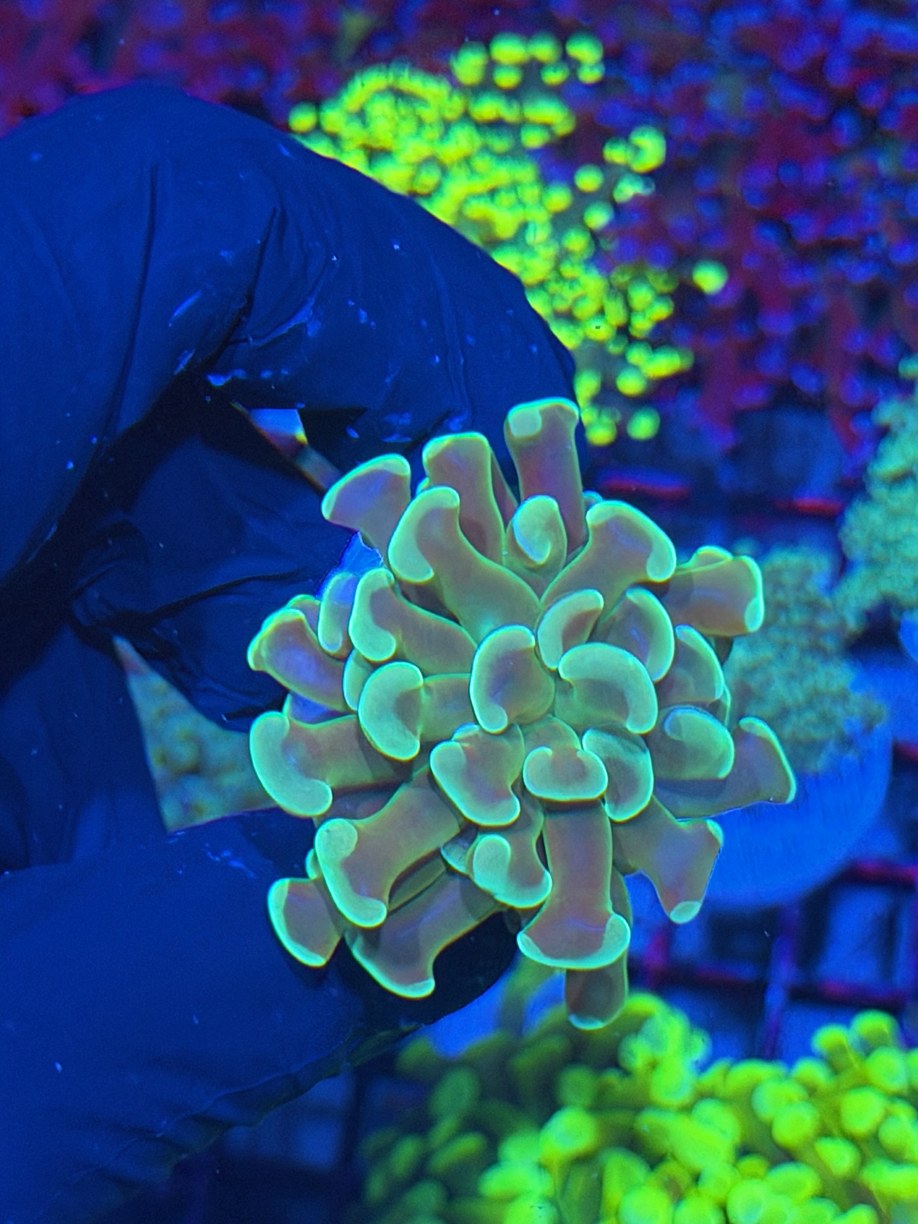 JEA Kaleidoscope Hammer Coral 1 XL Head 7/22