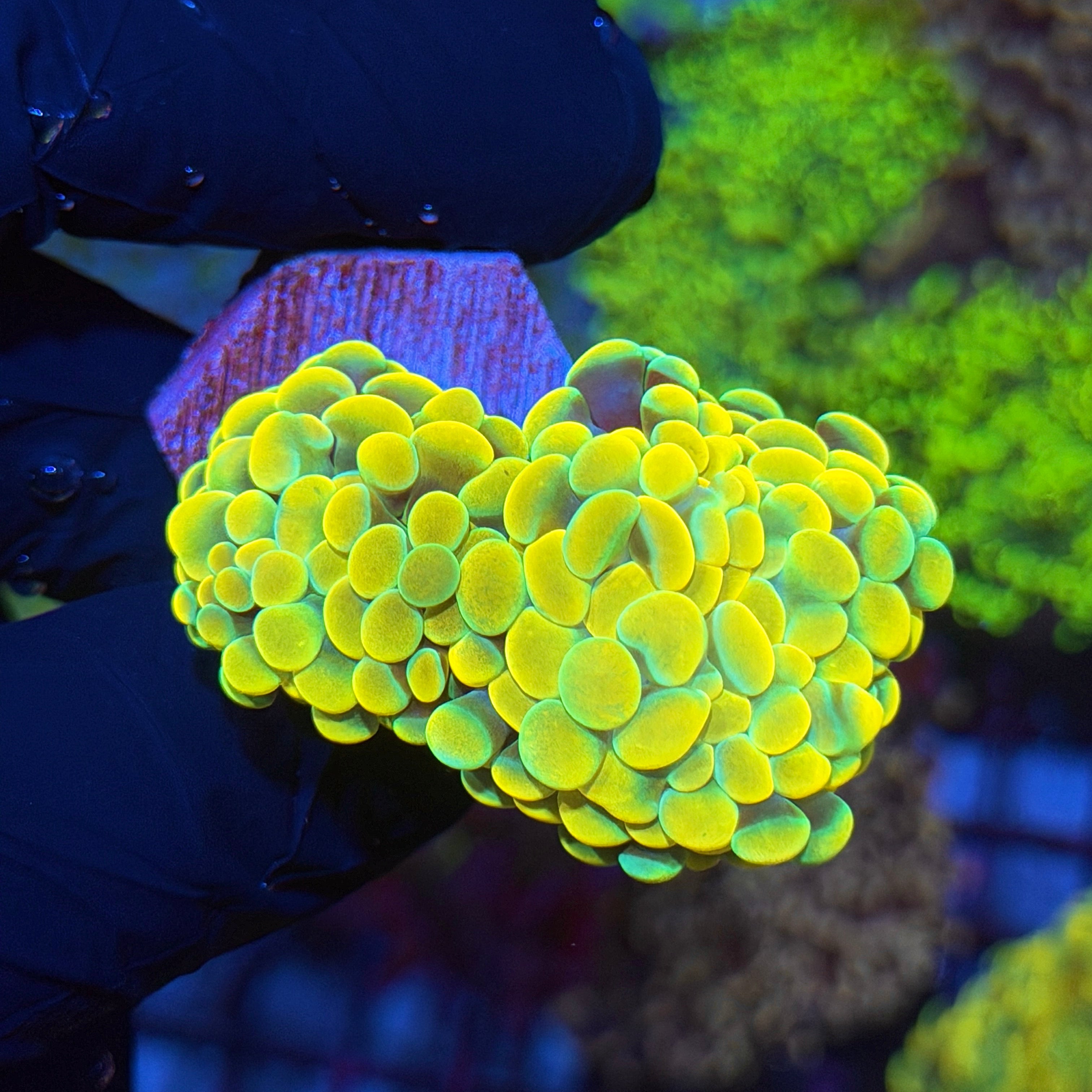 JEA Jellybean Hammer Coral 2 Heads XL 6/4