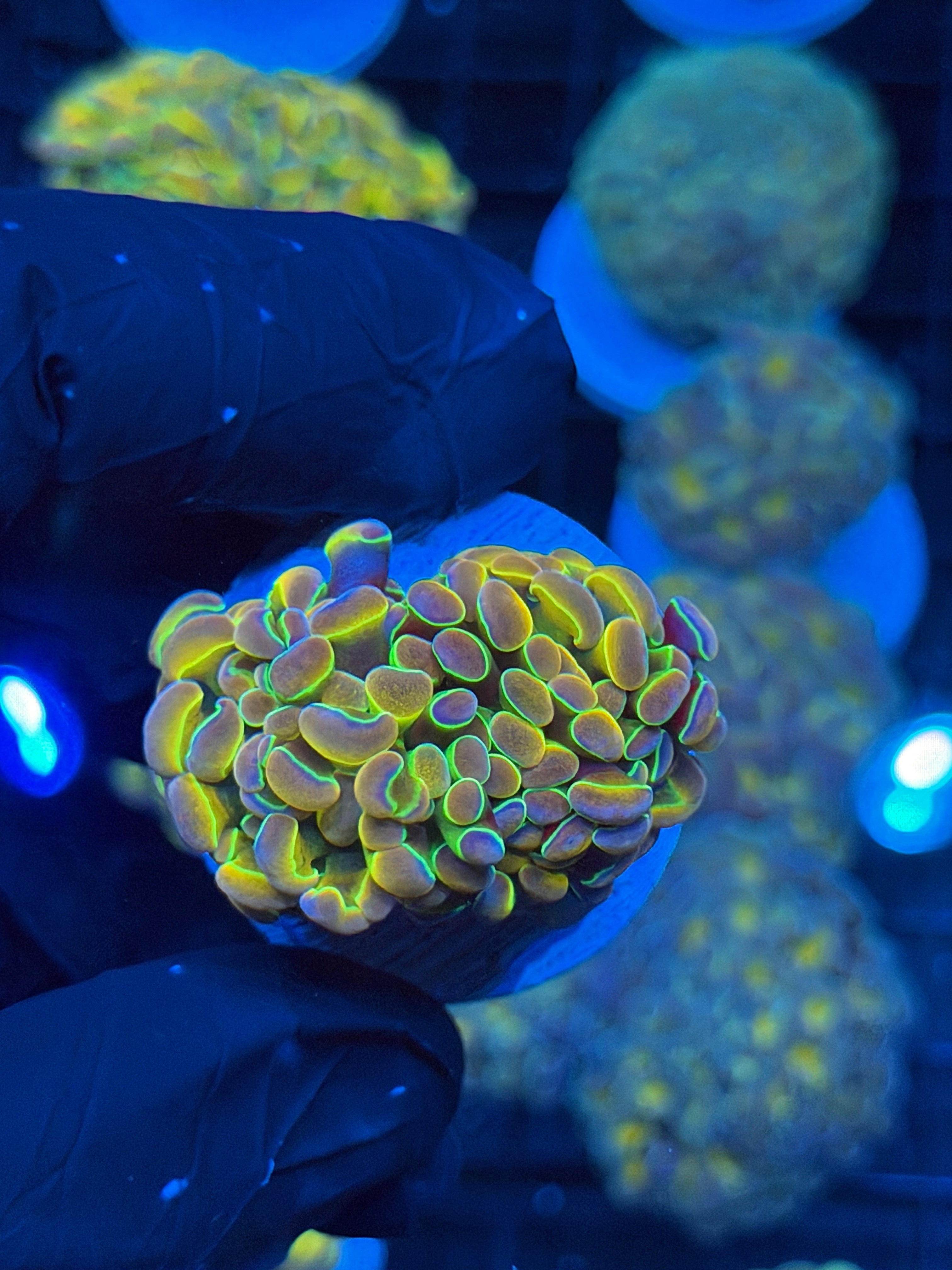JEA Rainbow Dreams Hammer Coral 2 Heads Splitting 9/6