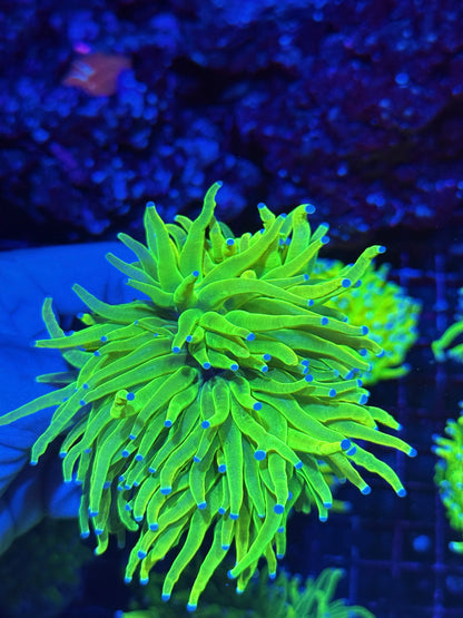Jay's Exotic Coral Auctions