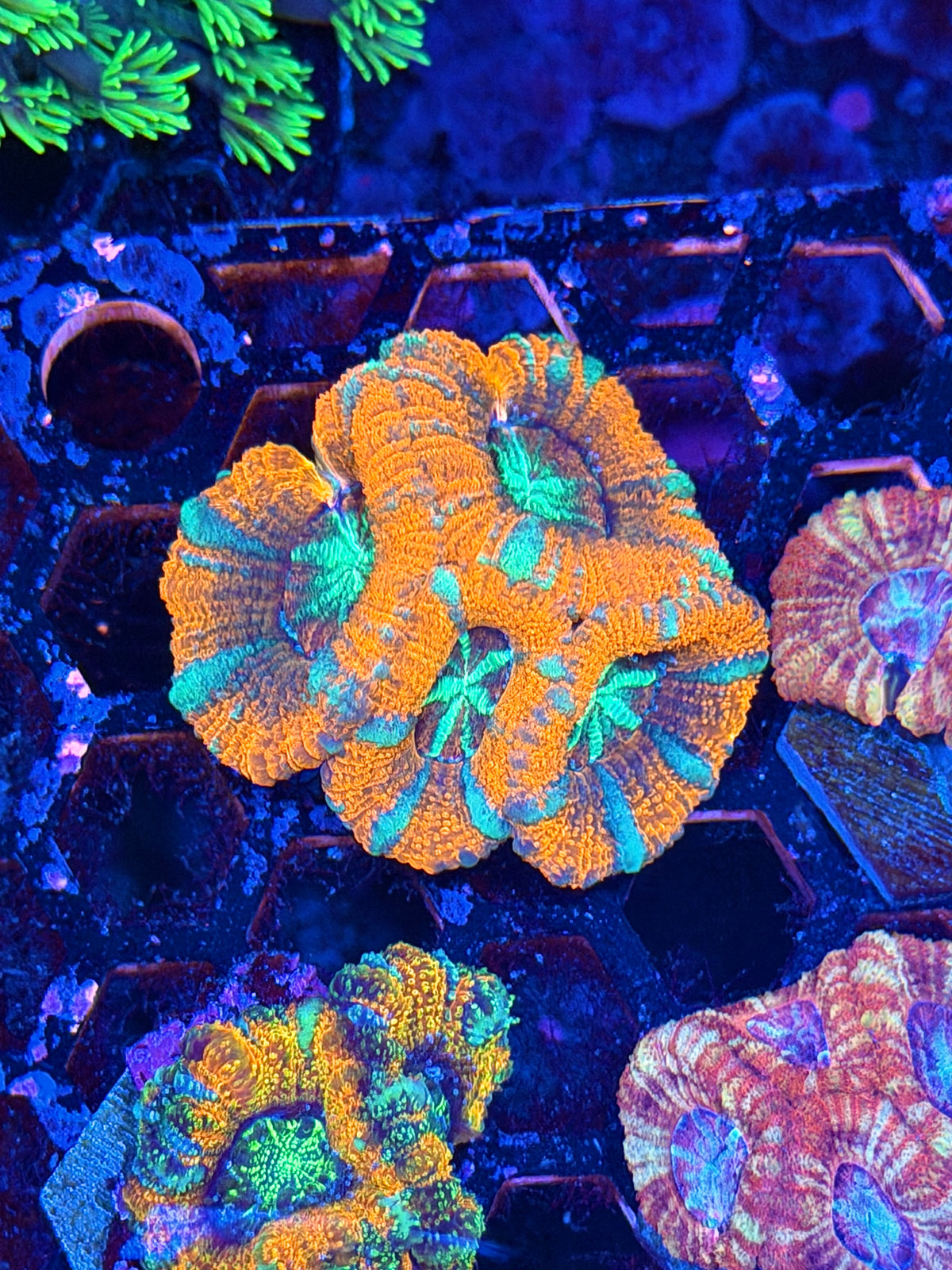 JEA Mind Control Asian Acans 4 Heads XL