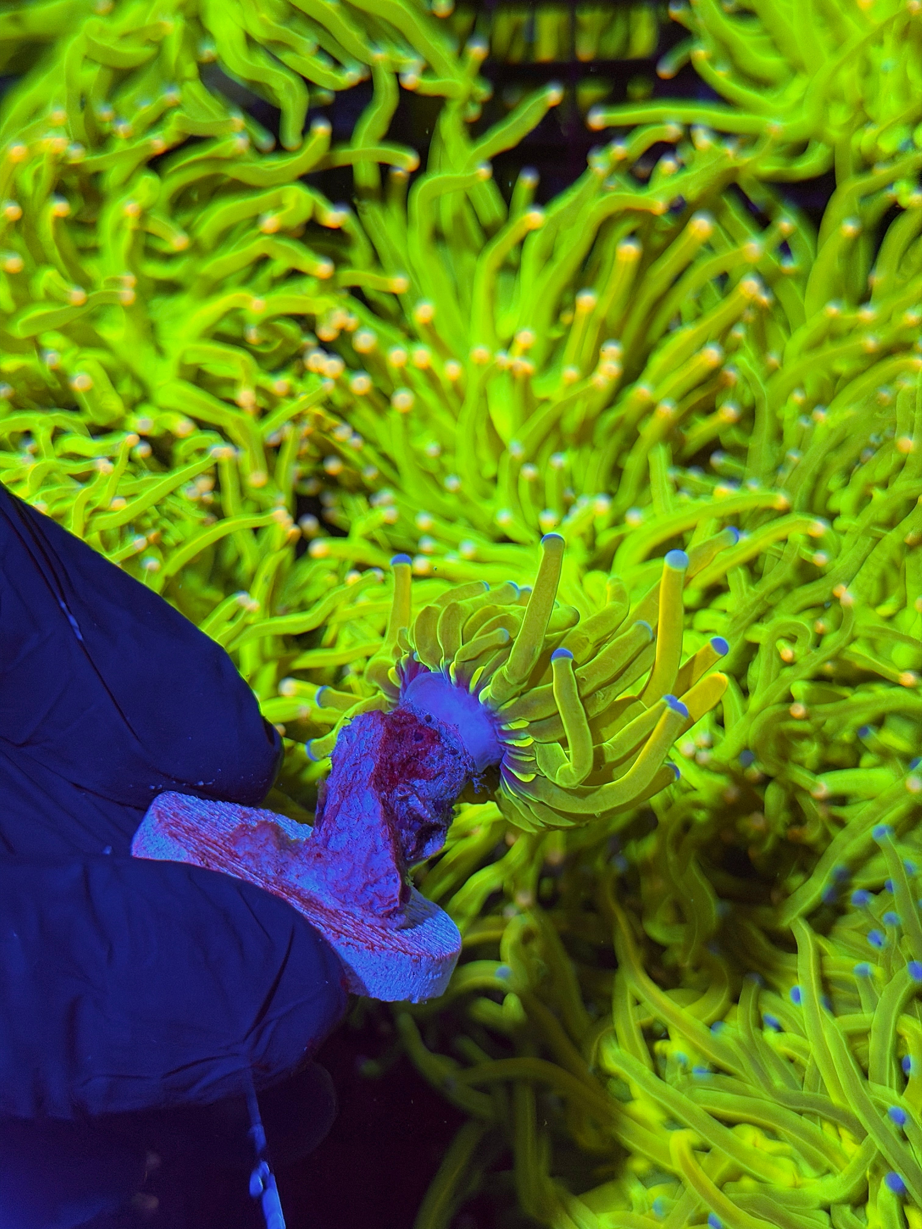 JEA Yellow Holy Grail Torch Coral 1 Head XL