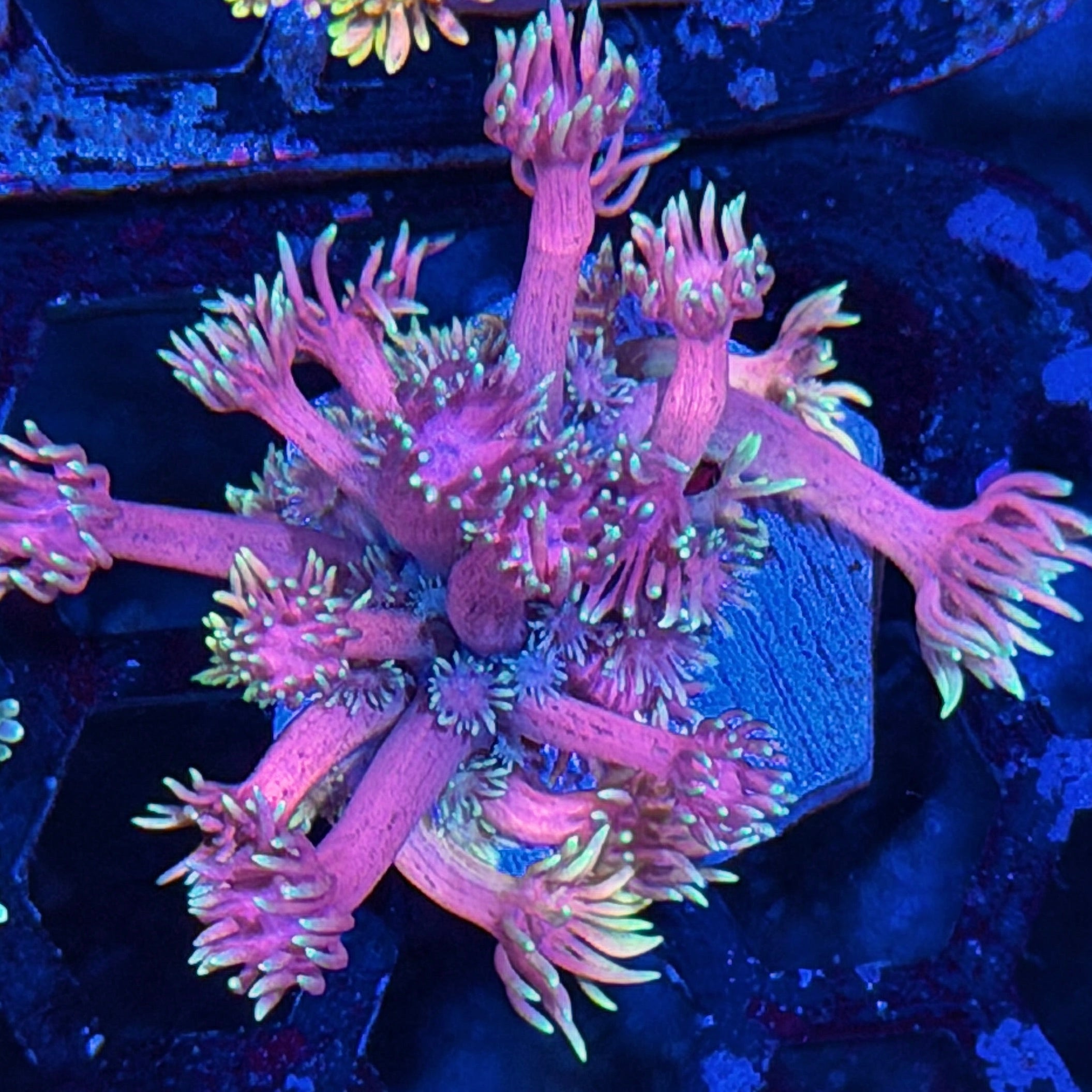 JEA Magneto Goniopora Coral *New Release* 7/22