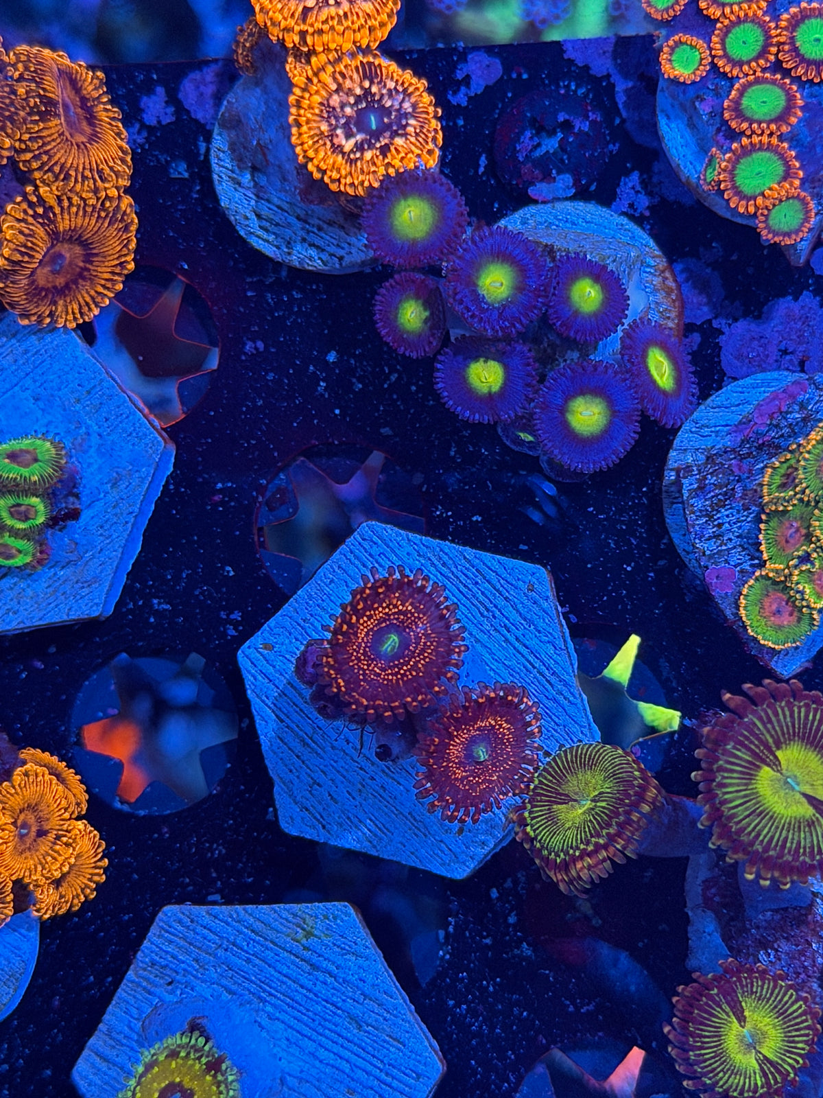 JEA Illuminati Zoanthid Coral 2 Polyps 10/11