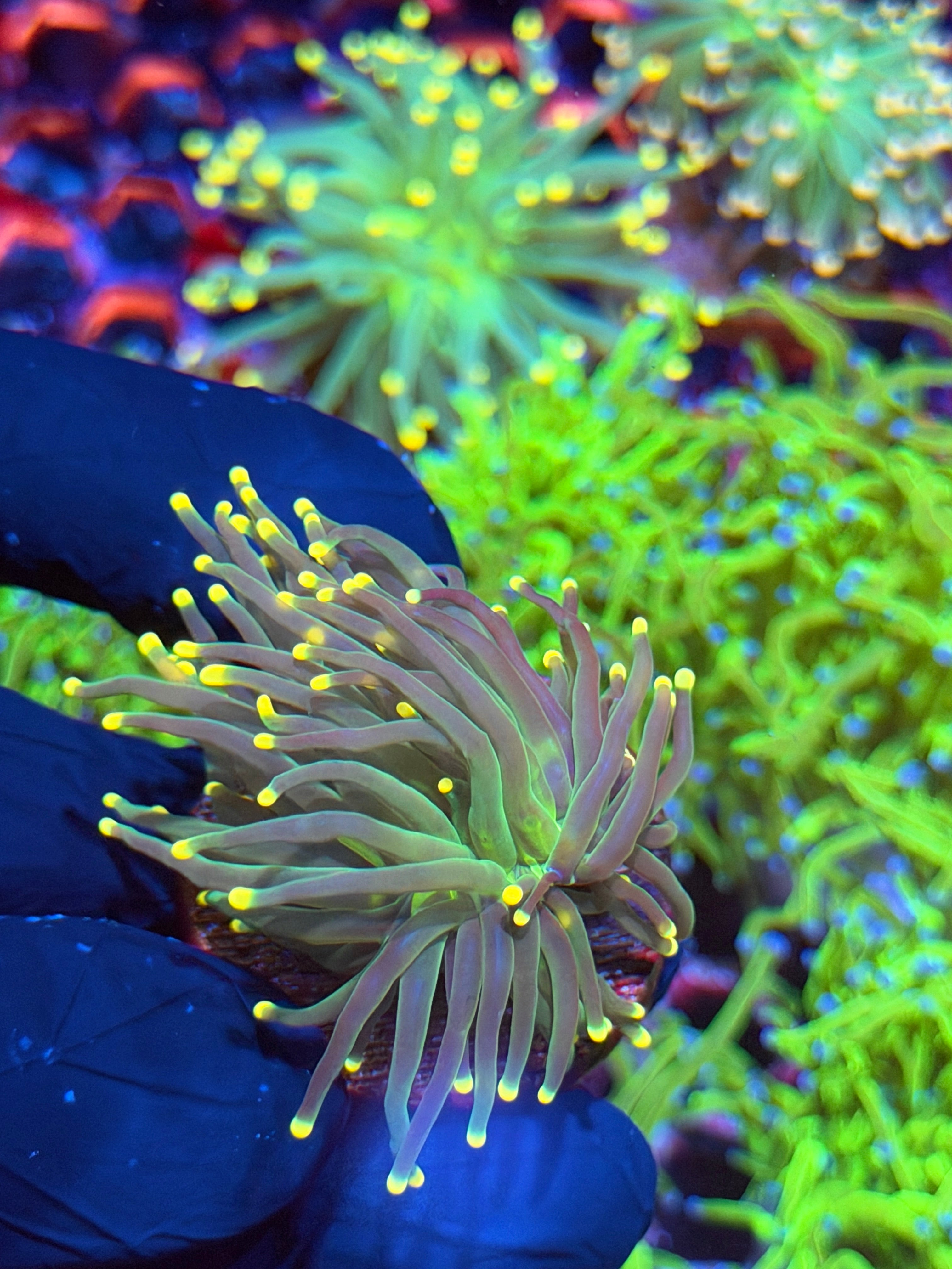 JEA Yellow Sparkler Torch Coral 1 XL Head Splitting 9/6