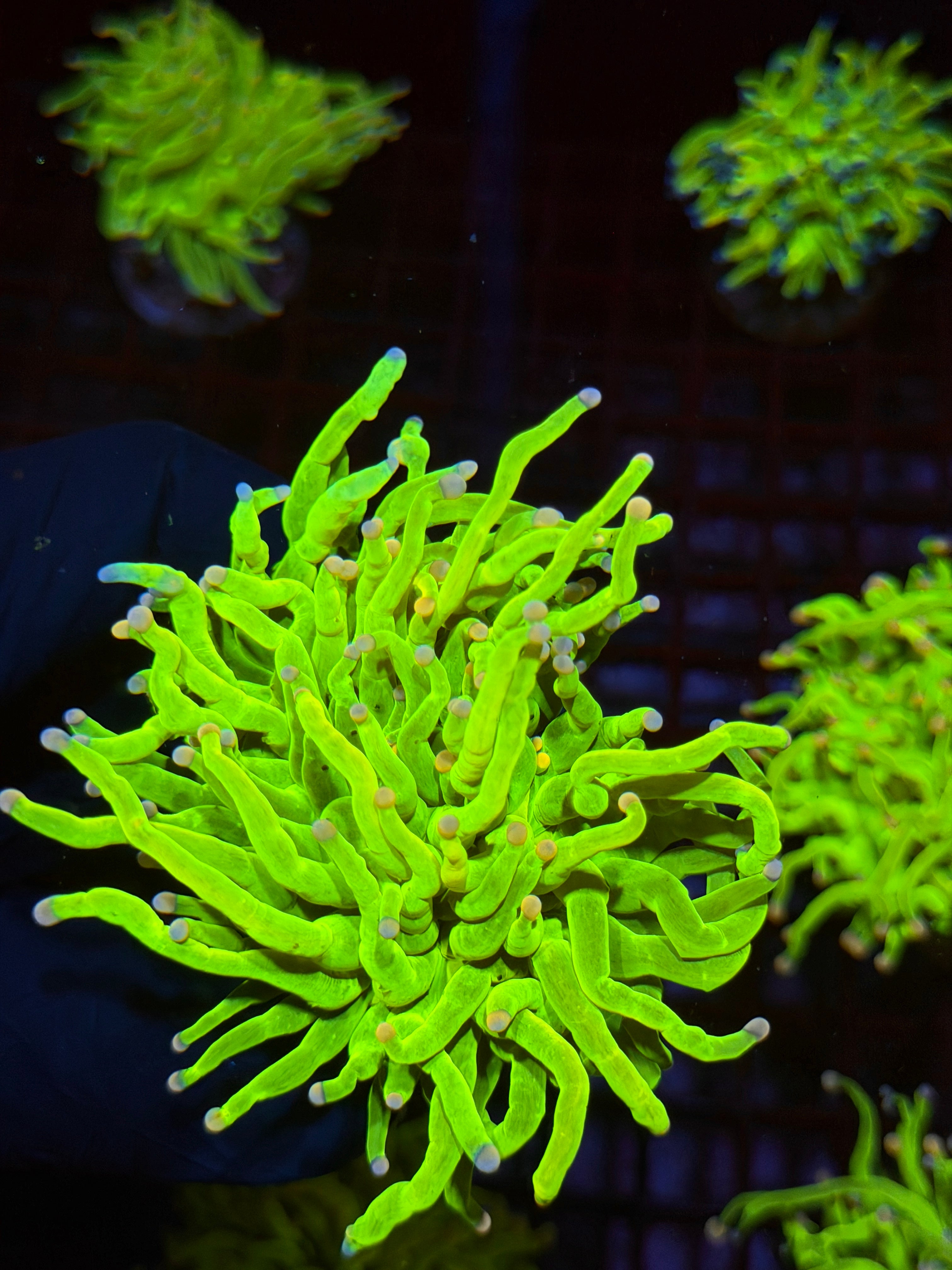 JEA Skittles Holy Grail Torch Coral 1 XL Head Splitting 9/6
