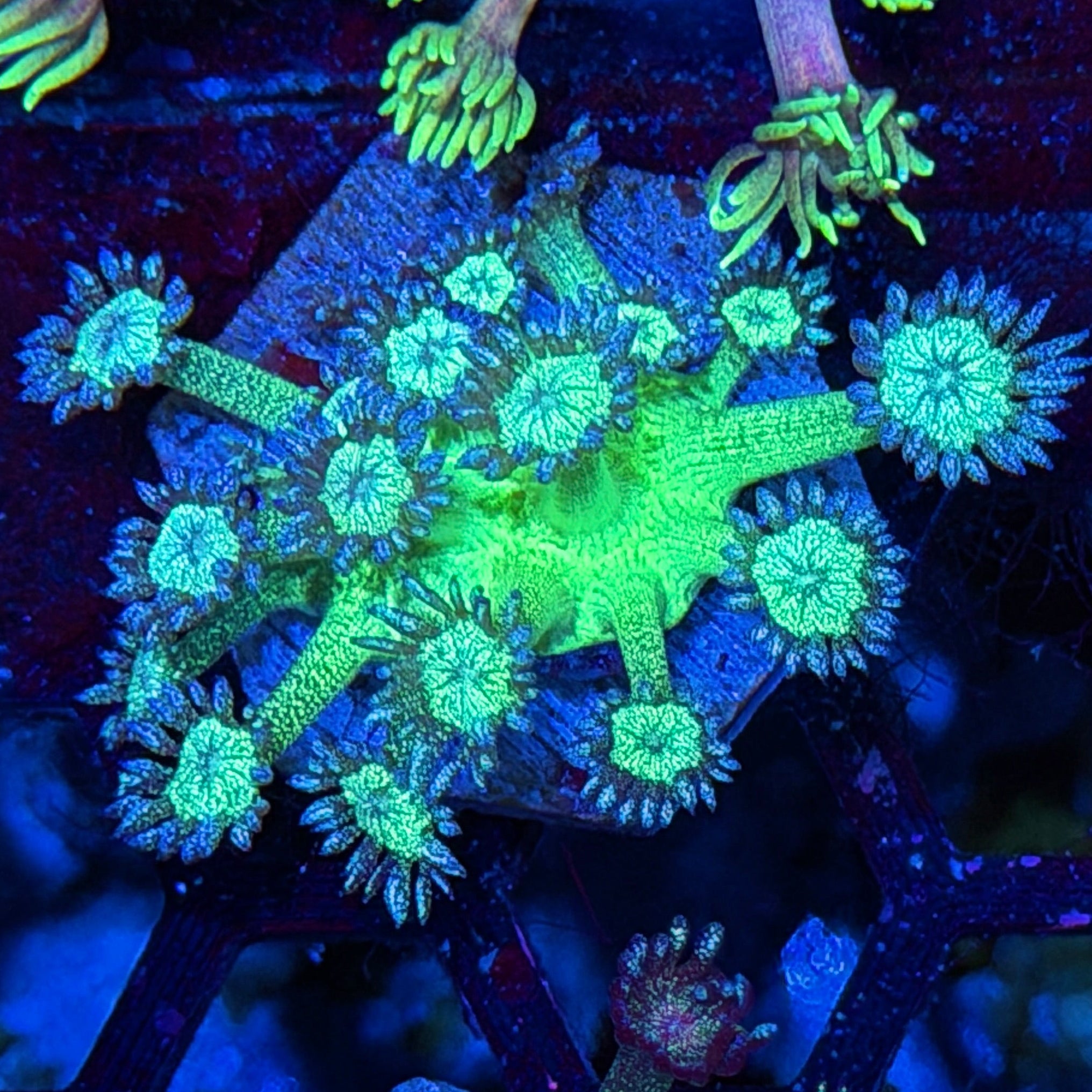 JEA Glitter Bomb Goniopora Coral *New Release* 7/26