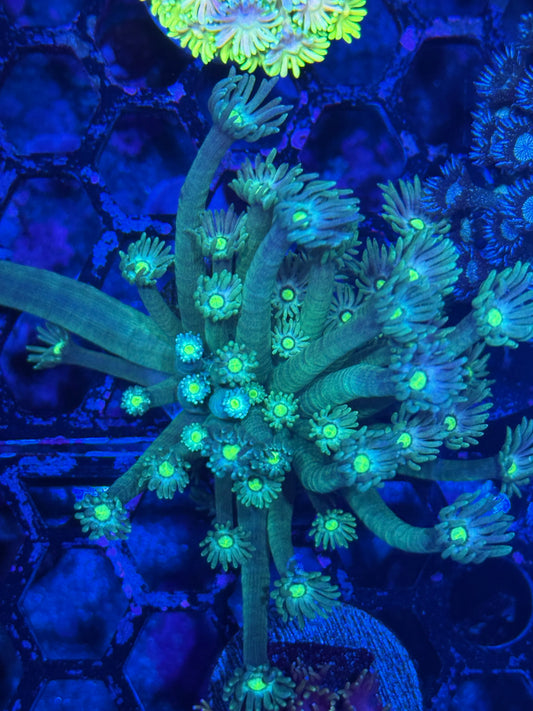 JEA Poison Dart Goniopora Coral XXL Crazy Extension