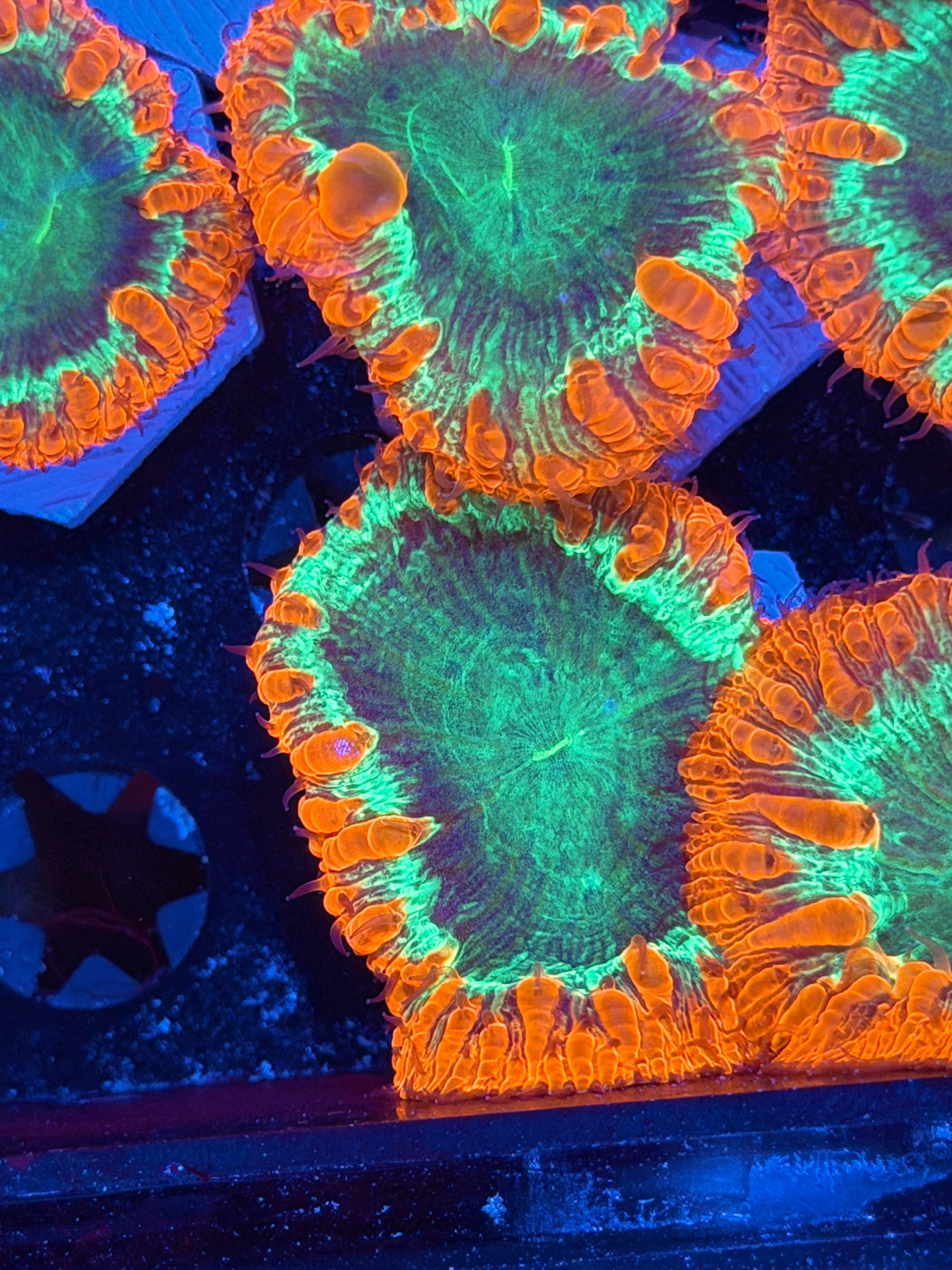JEA Pyromaniac Blastomussa Coral 1 XXL Head *New Release*