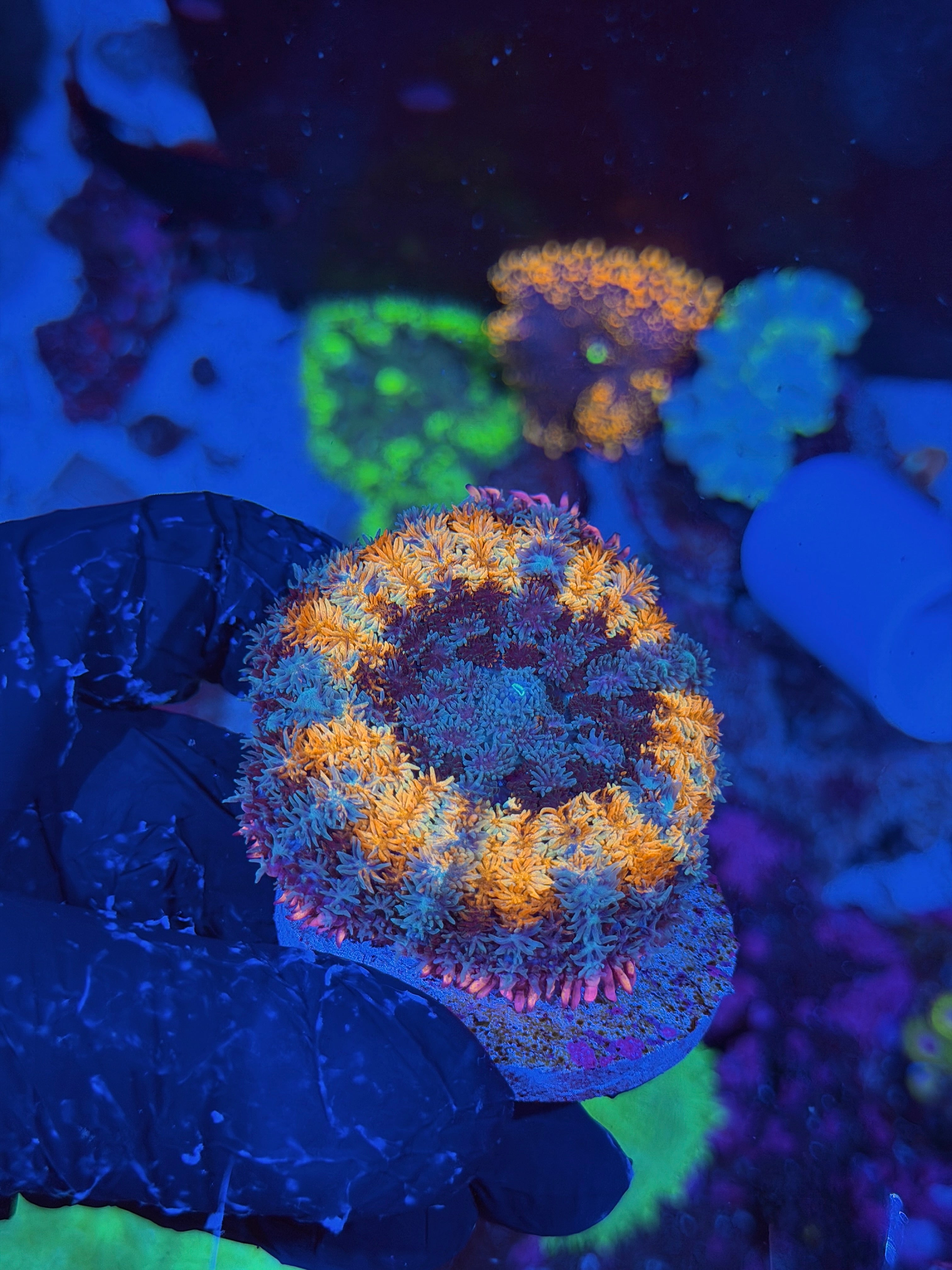 JEA Spellcaster Bounce Mushroom Coral XXL