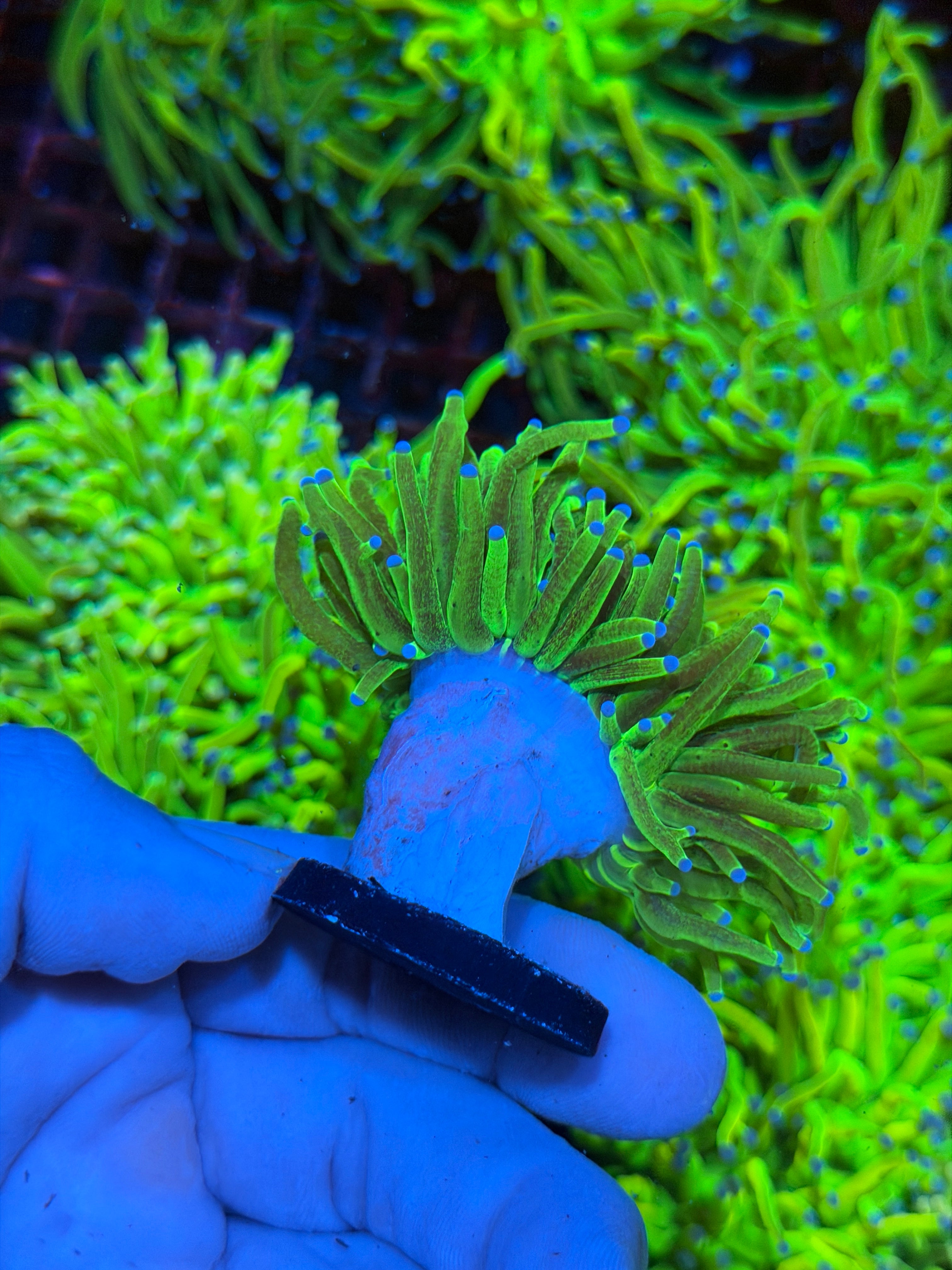 JEA Grafted Glitter Holy Grail Torch Coral 1 XL Heads Splitting 2/25