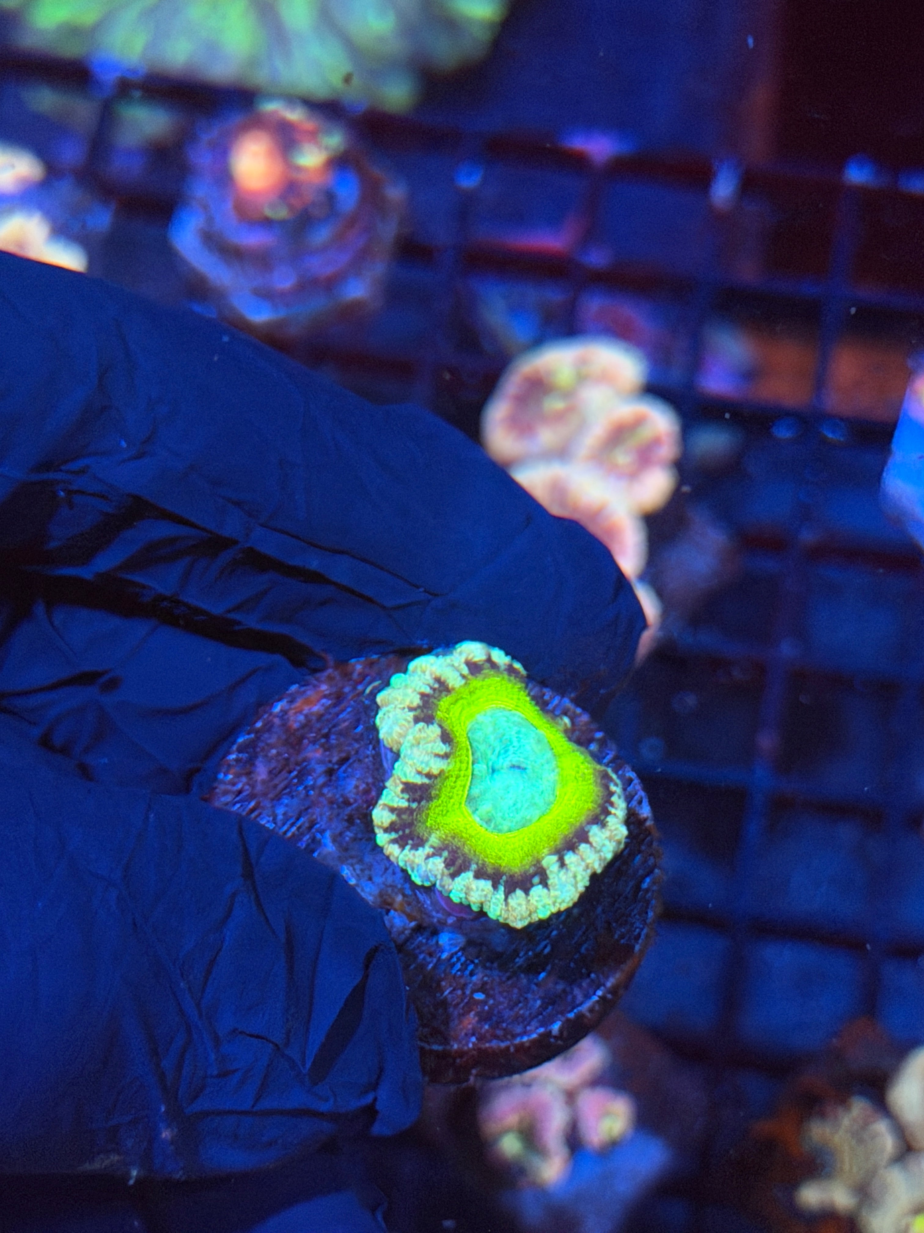 JEA Mythical Emperor Asian Acans 1 Head *Last Frag Available*