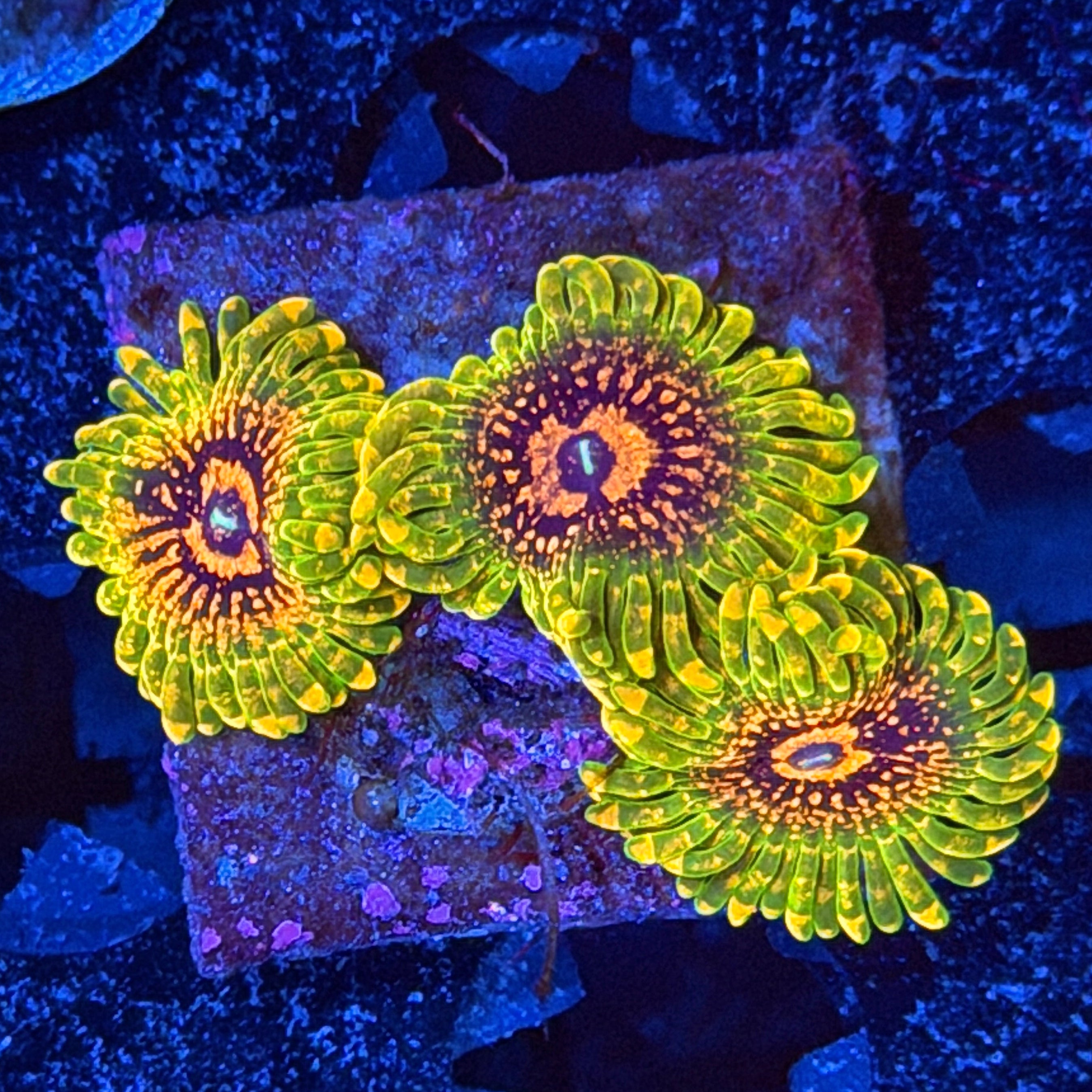 GMK Grand Master Krakatoa Zoanthid Coral 3 Polyps 6/4
