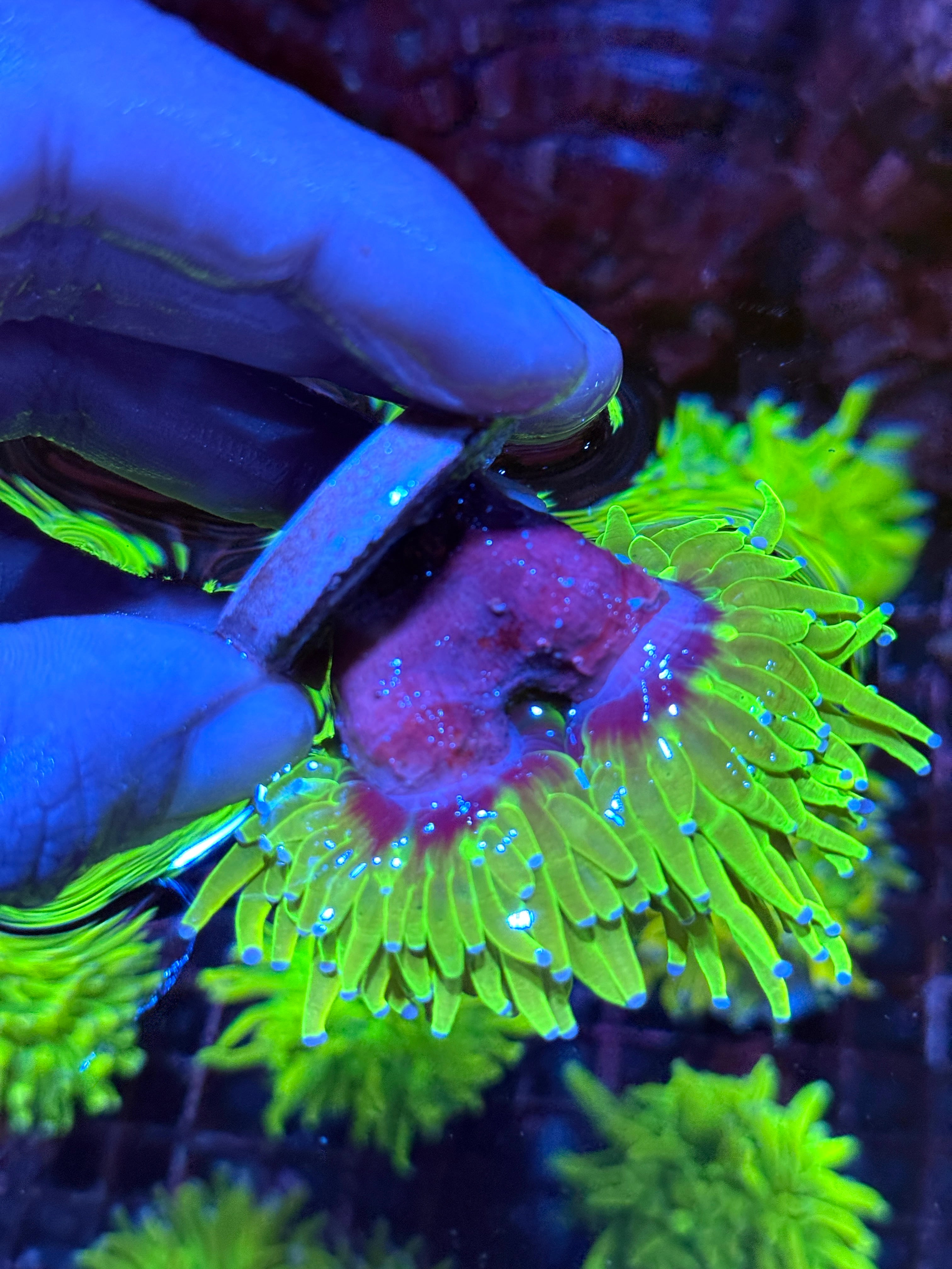 JEA Holy Grail Torch Coral 2 XL Heads