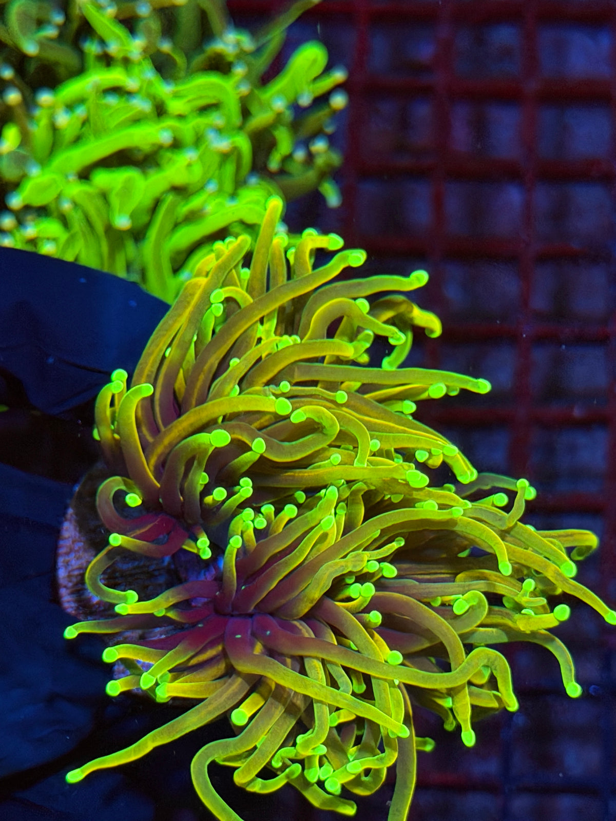 JEA Dragon Fire Torch Coral 3 Heads Splitting XXL 9/22