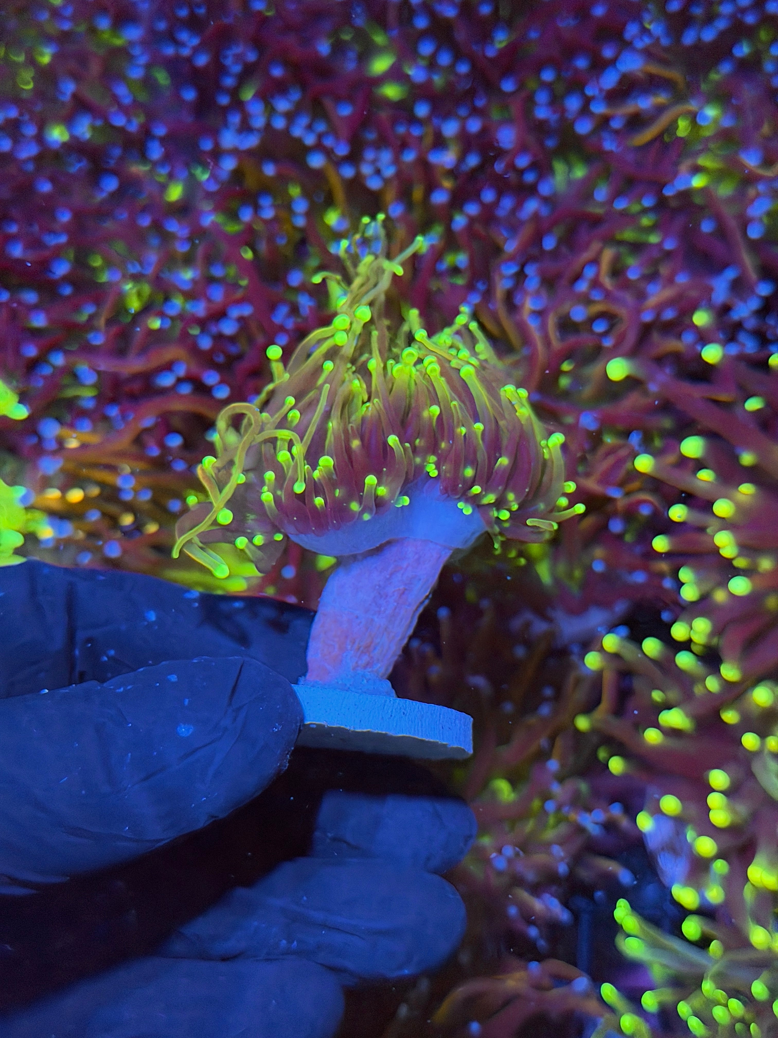 JEA Dragon Fire Torch Coral 3 Heads Splitting XXL