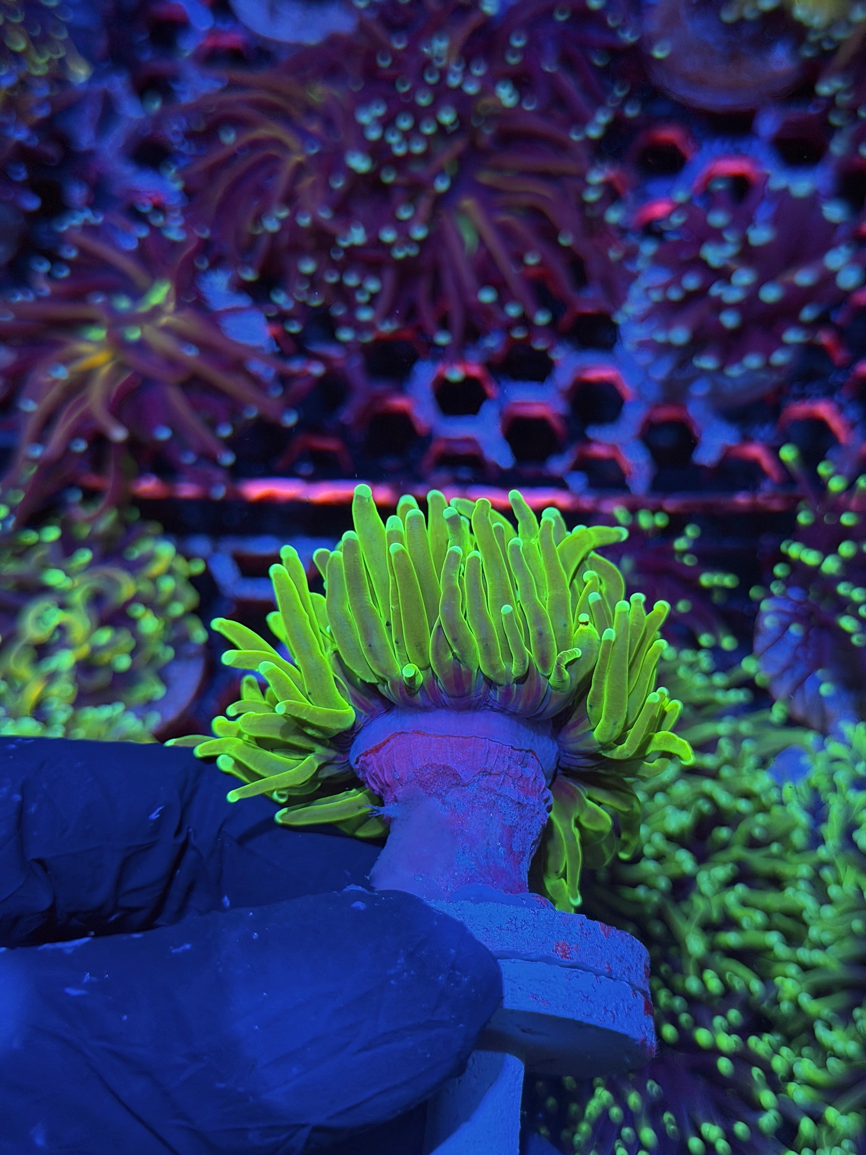 JEA Sunburn Holy Grail Torch Coral 1 XL Head Splitting ( Green Tips )