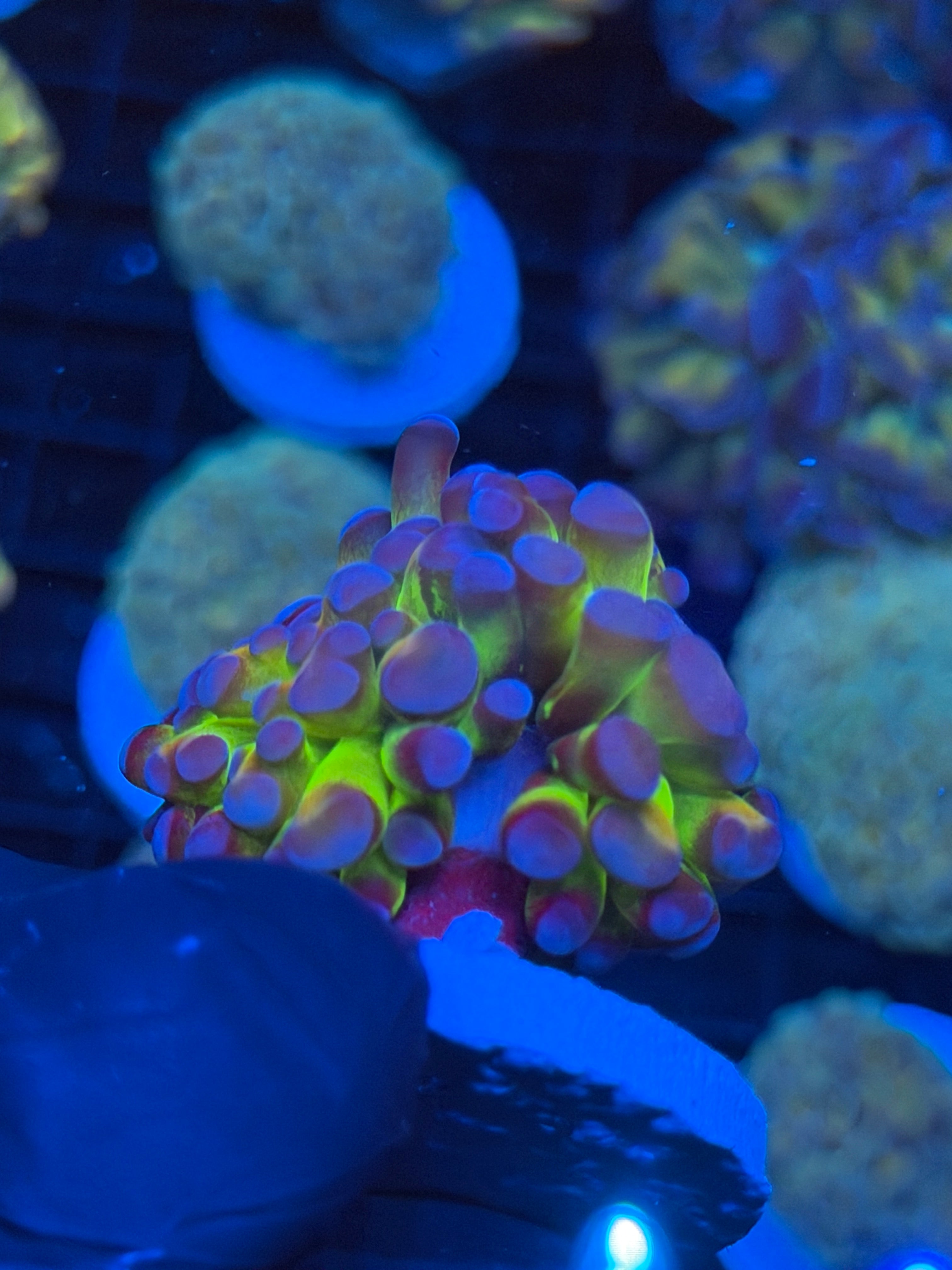 JEA GloStick Hammer Coral 1 XL Head Splitting BRIGHT 9/6