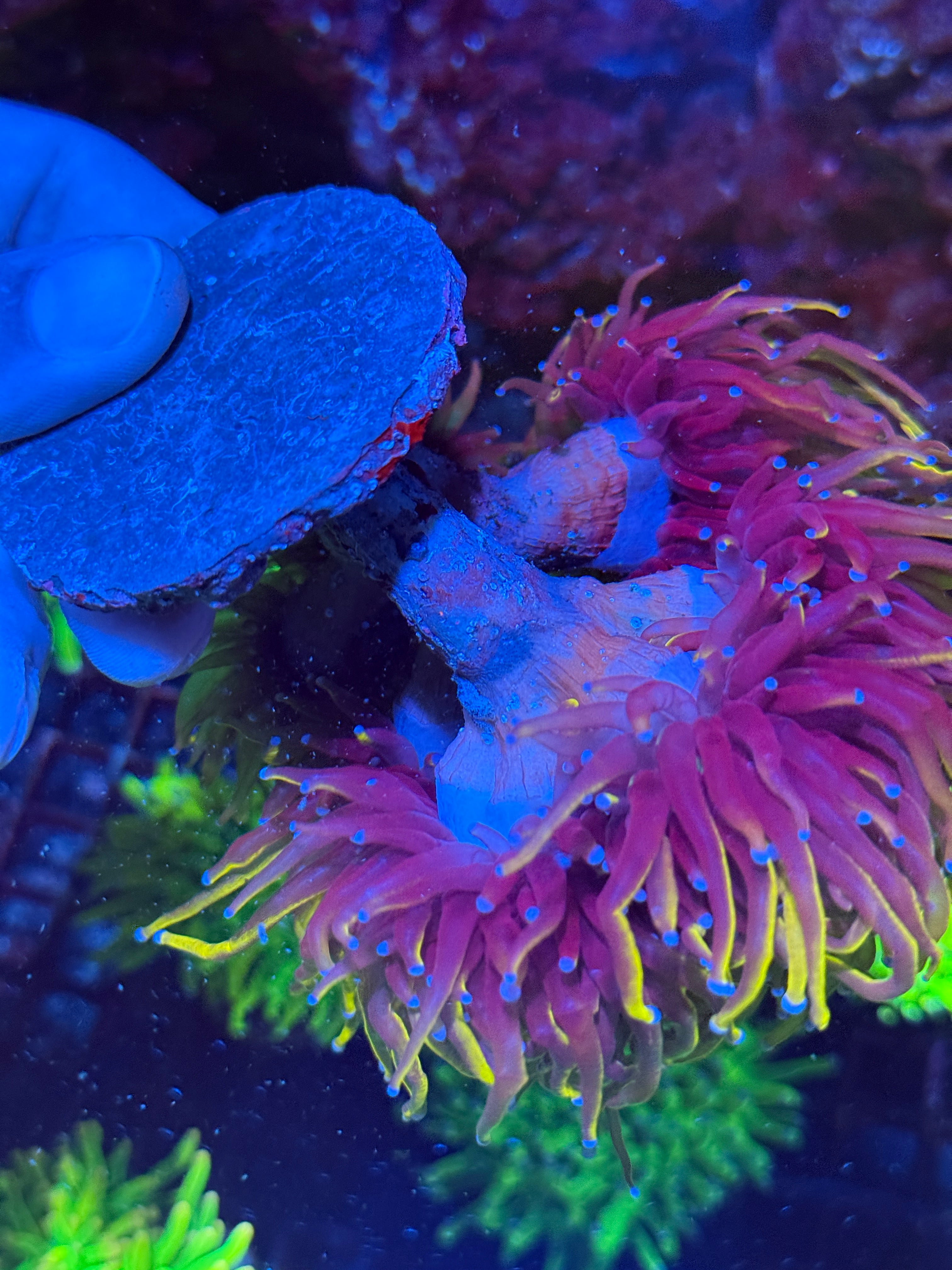 JEA Orange Peel Torch Coral  Colony 8+ XL Heads 10/12