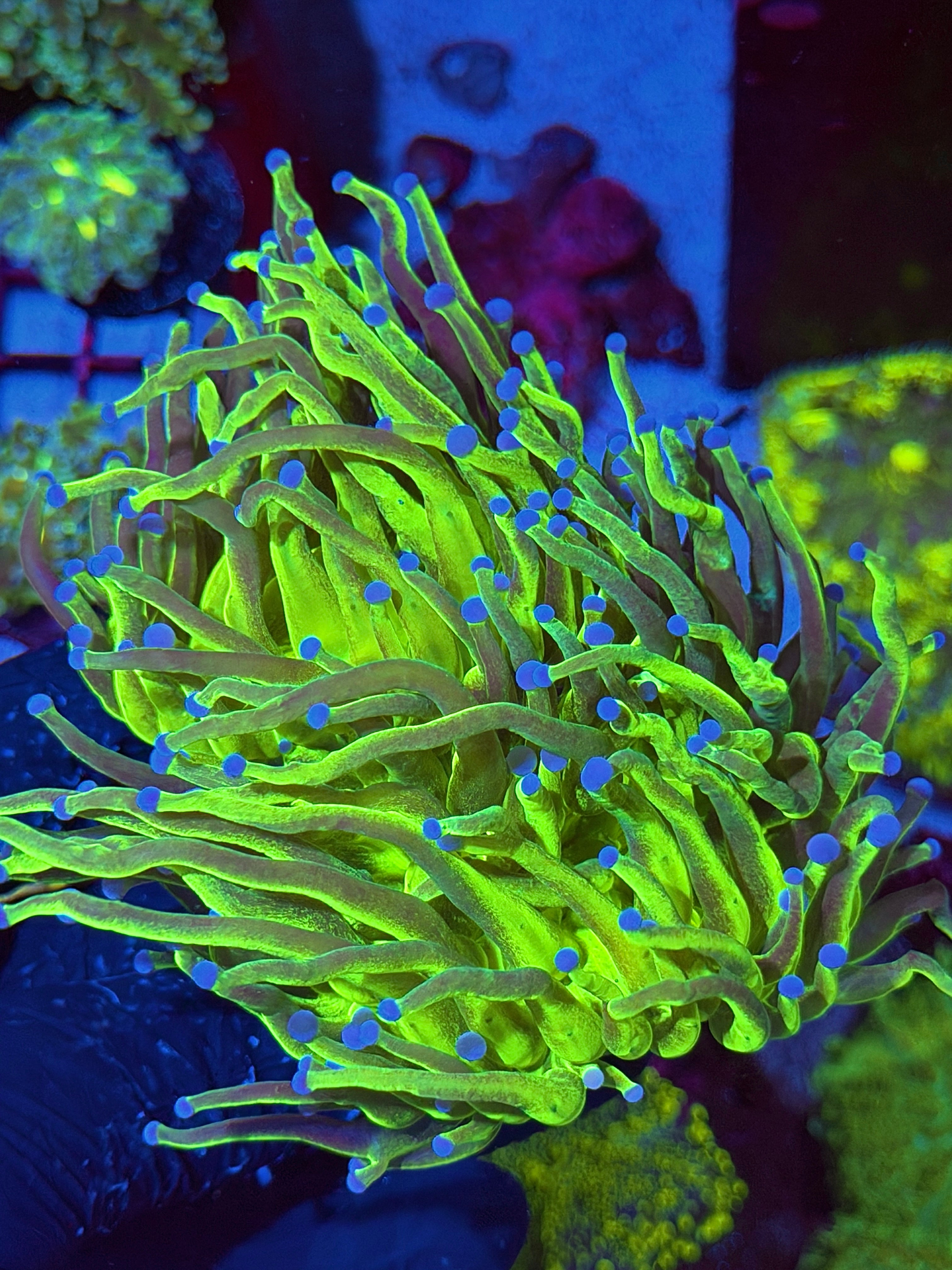 JEA Grafted Holy Grail Torch Coral 2 XXXL Heads Show Size