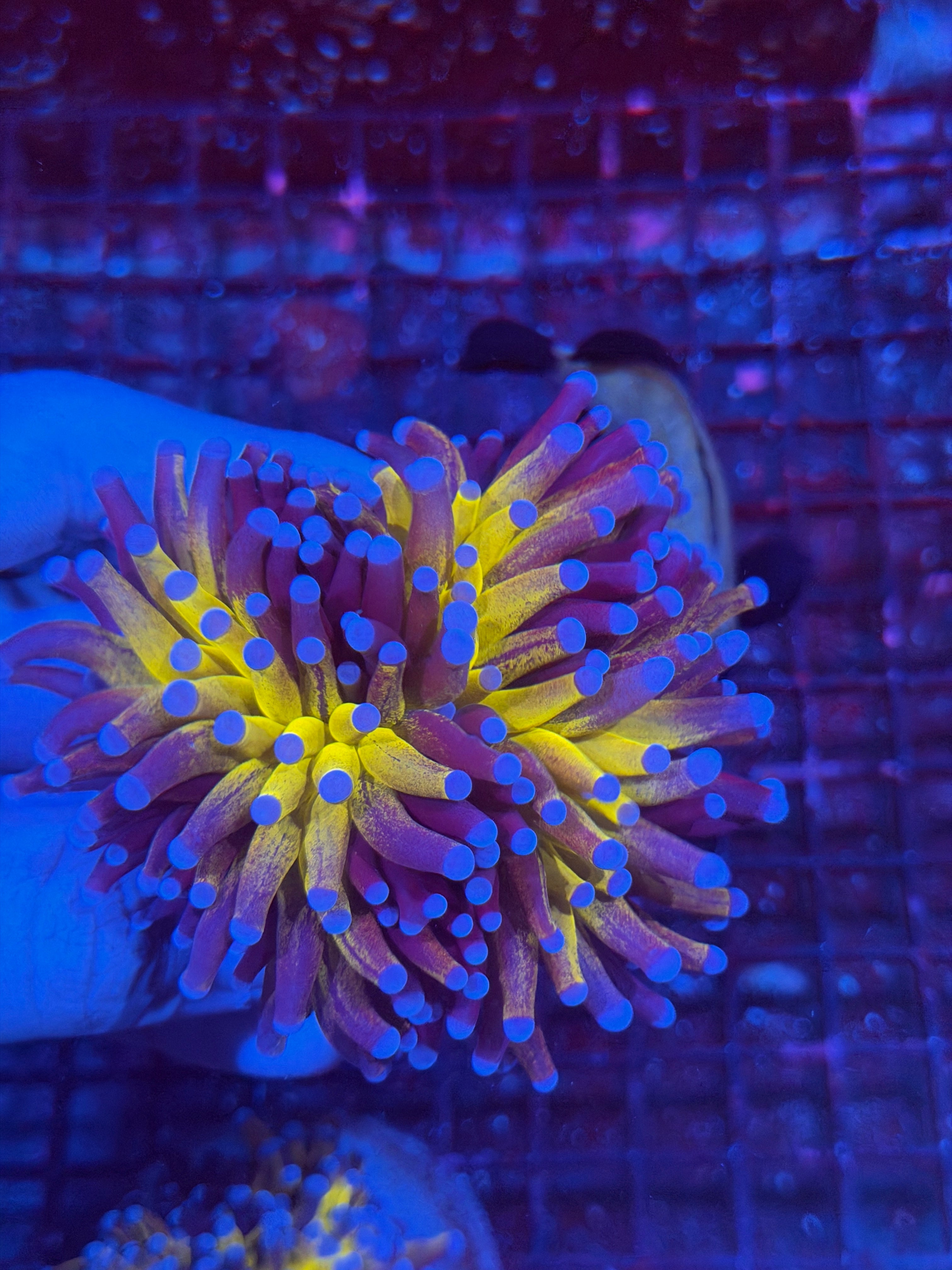 JEA Orange Tiger Torch Coral 1 XXL Head Splitting 11/28