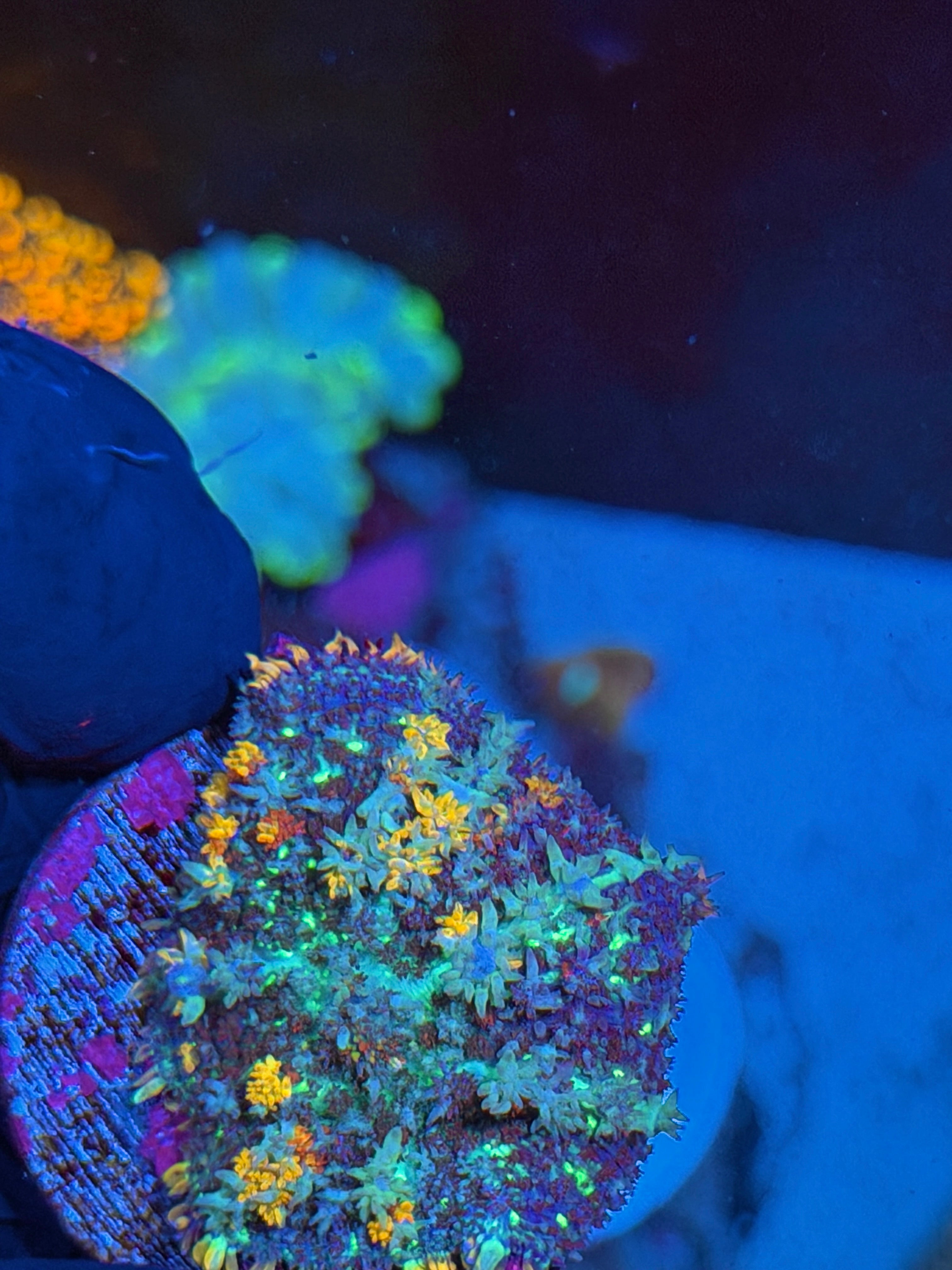 JEA Berserker Bounce Mushroom Coral XL