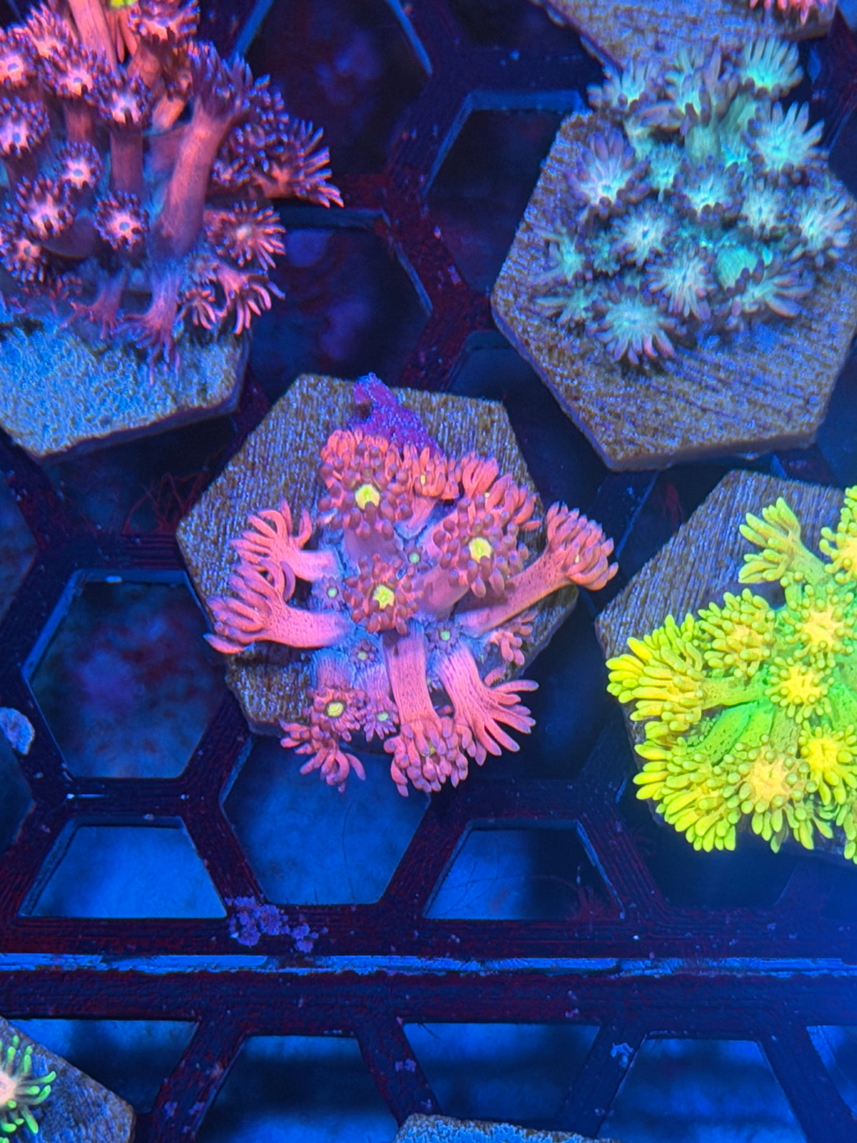 JEA Dragonfruit Goniopora Coral 9/27