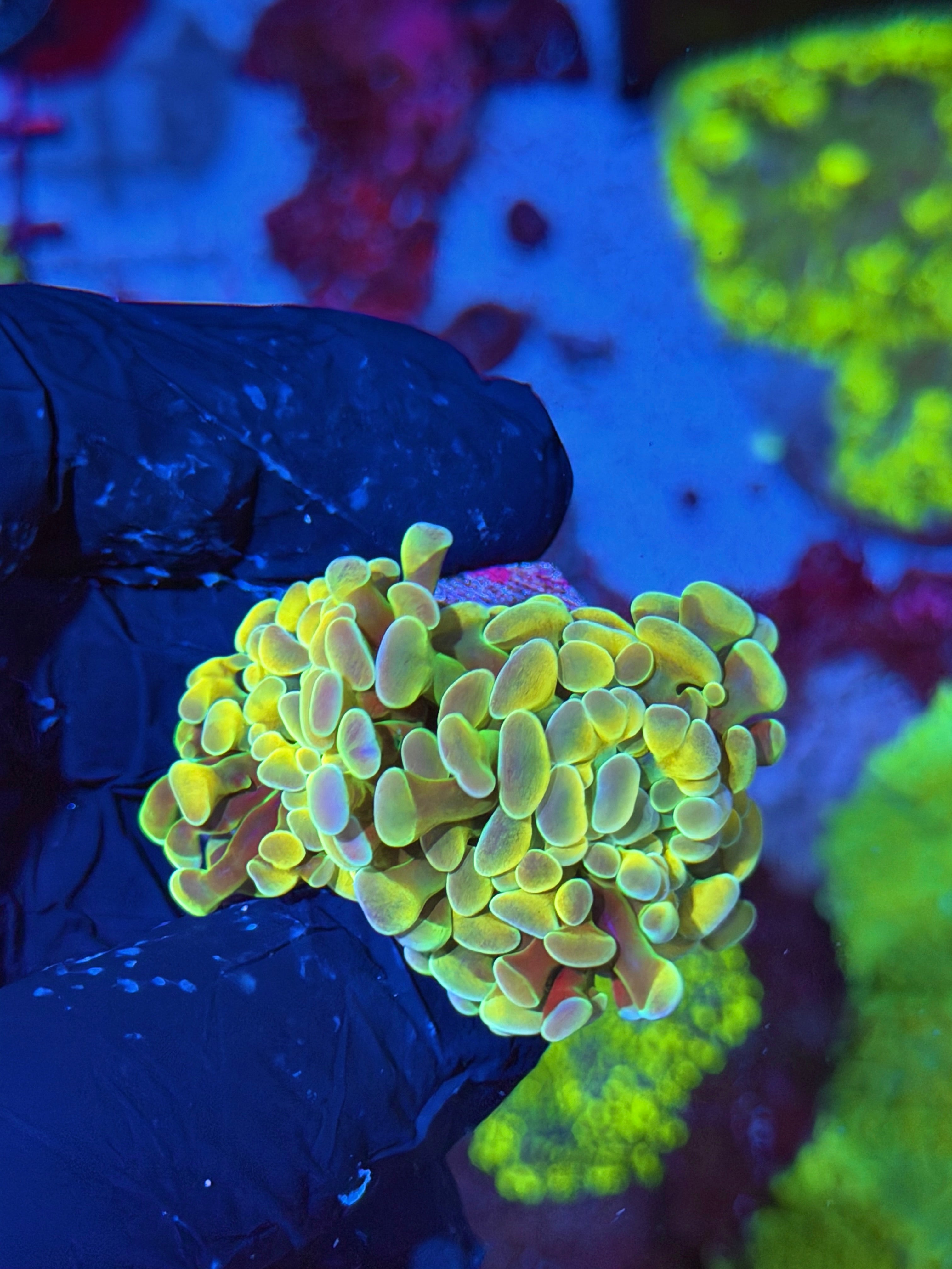 JEA Rainbow Dreams Hammer Coral 2 XL Head