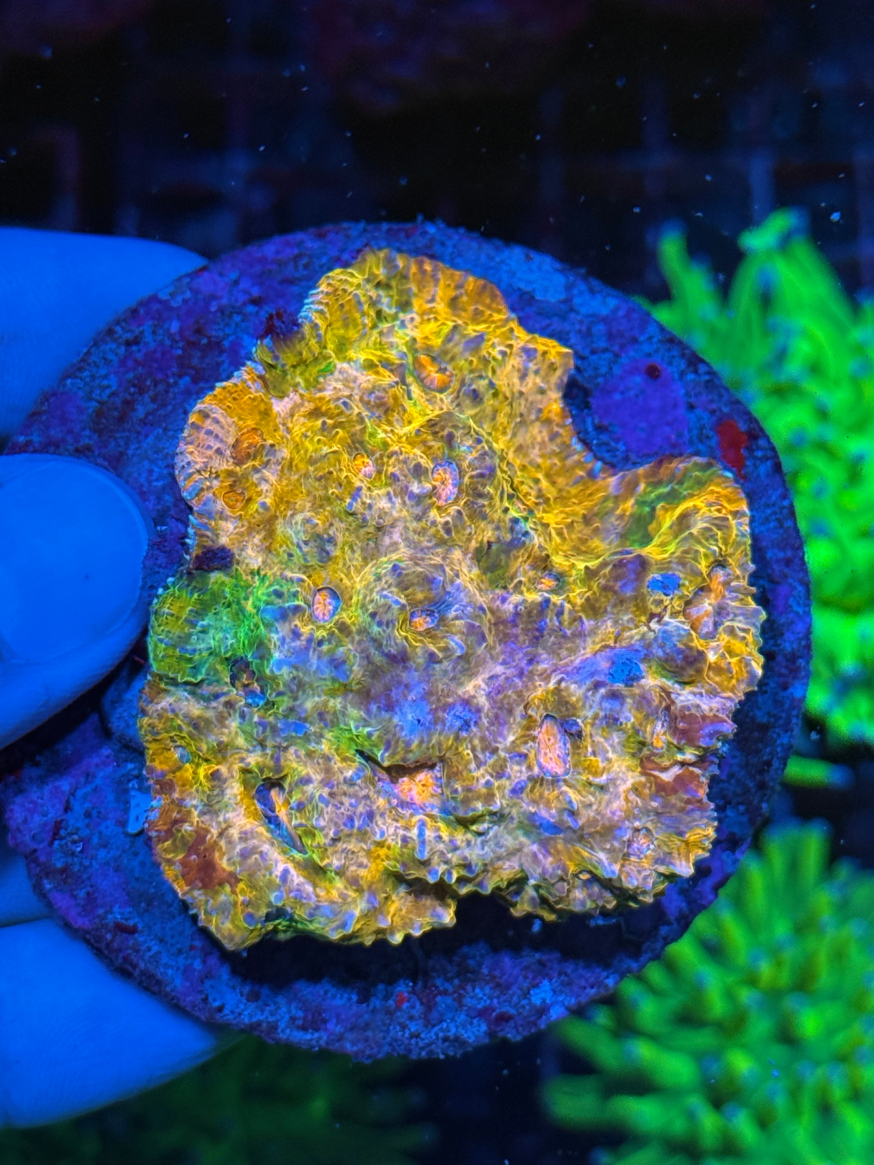 Rainbow Chalice Coral Colony XL