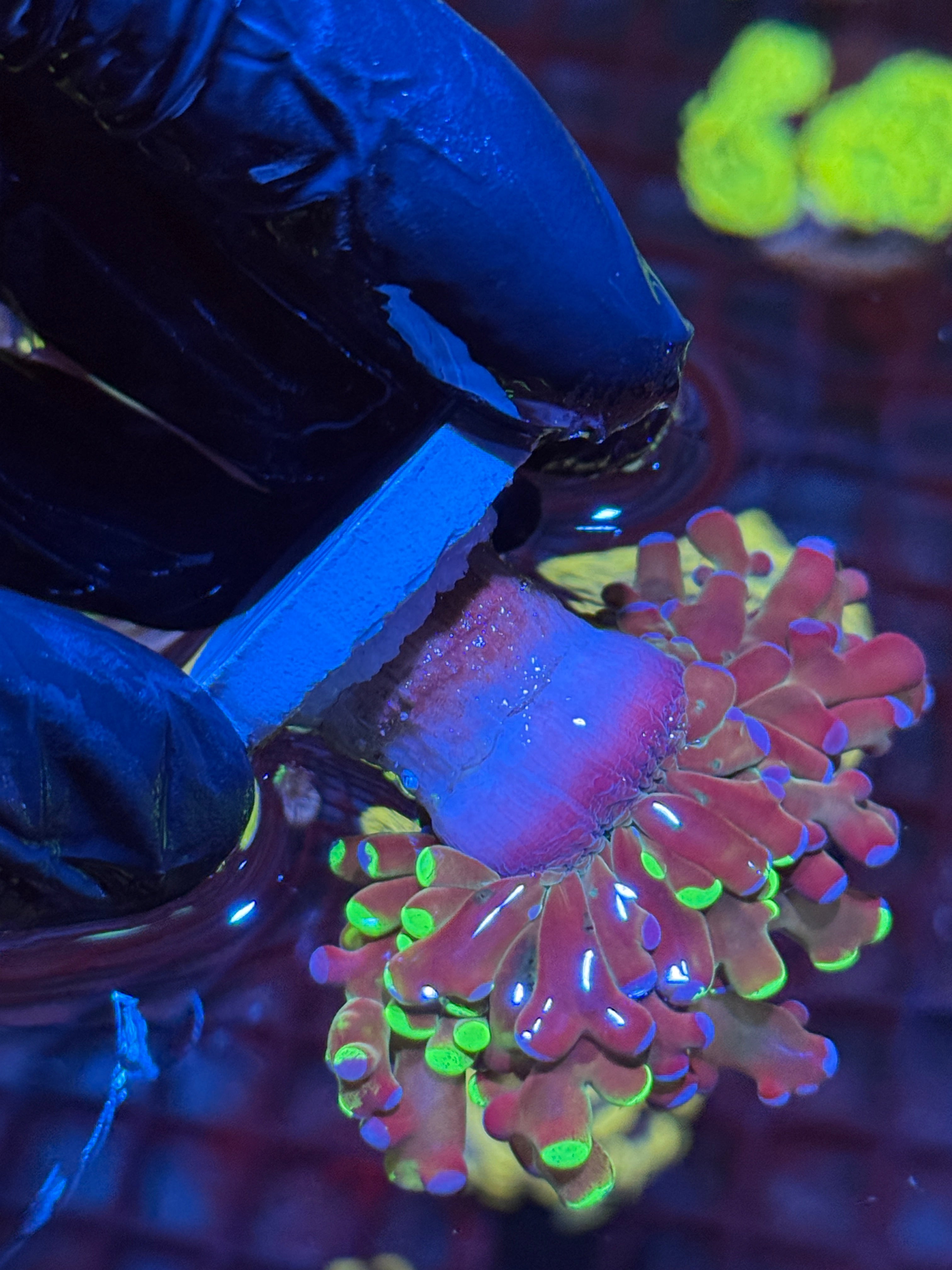 Multicolor Grafted Frogspawn Coral 10/12