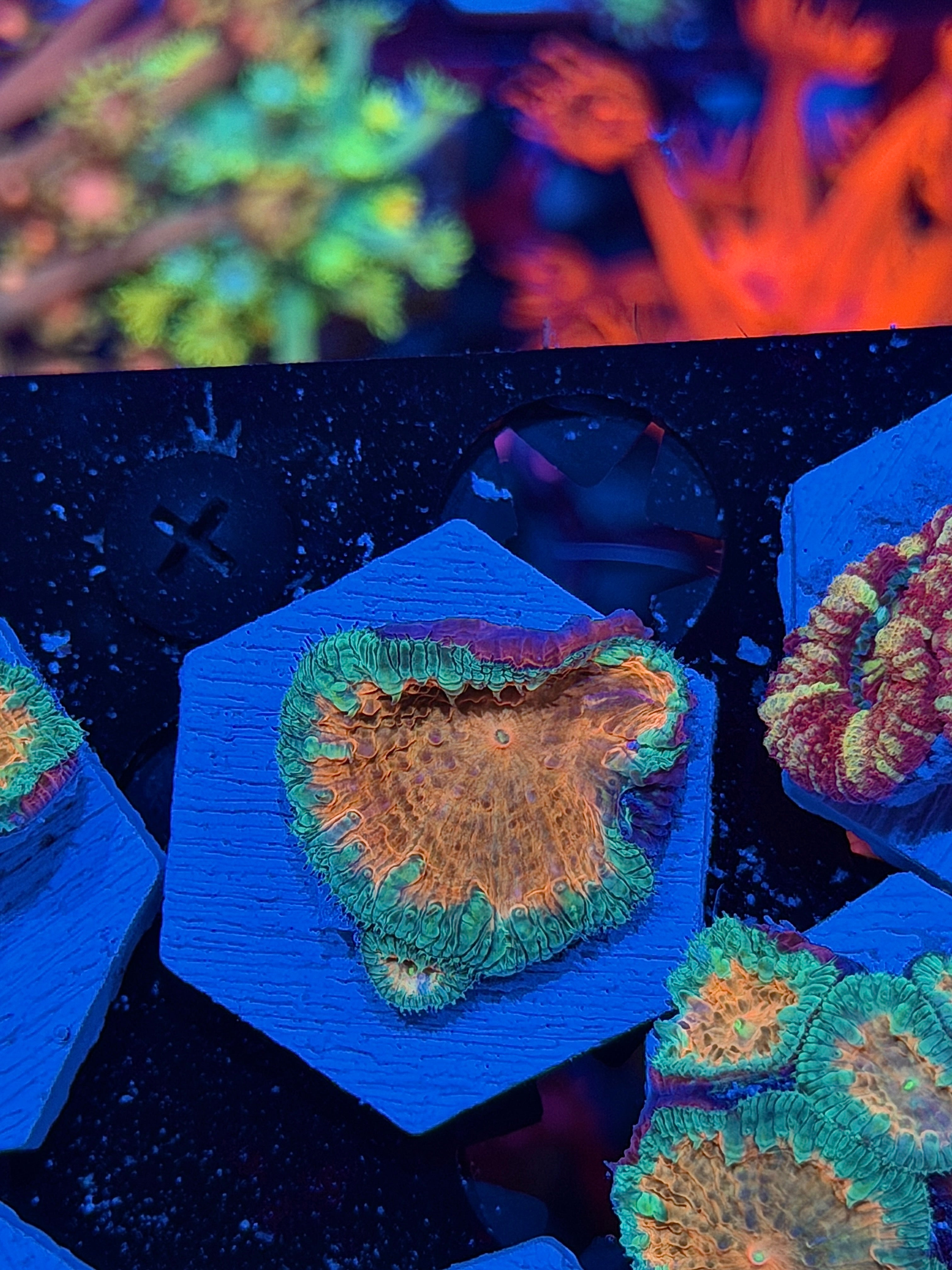 JEA Miami Vice Blastomussa Coral 2 Heads XL *New Release*