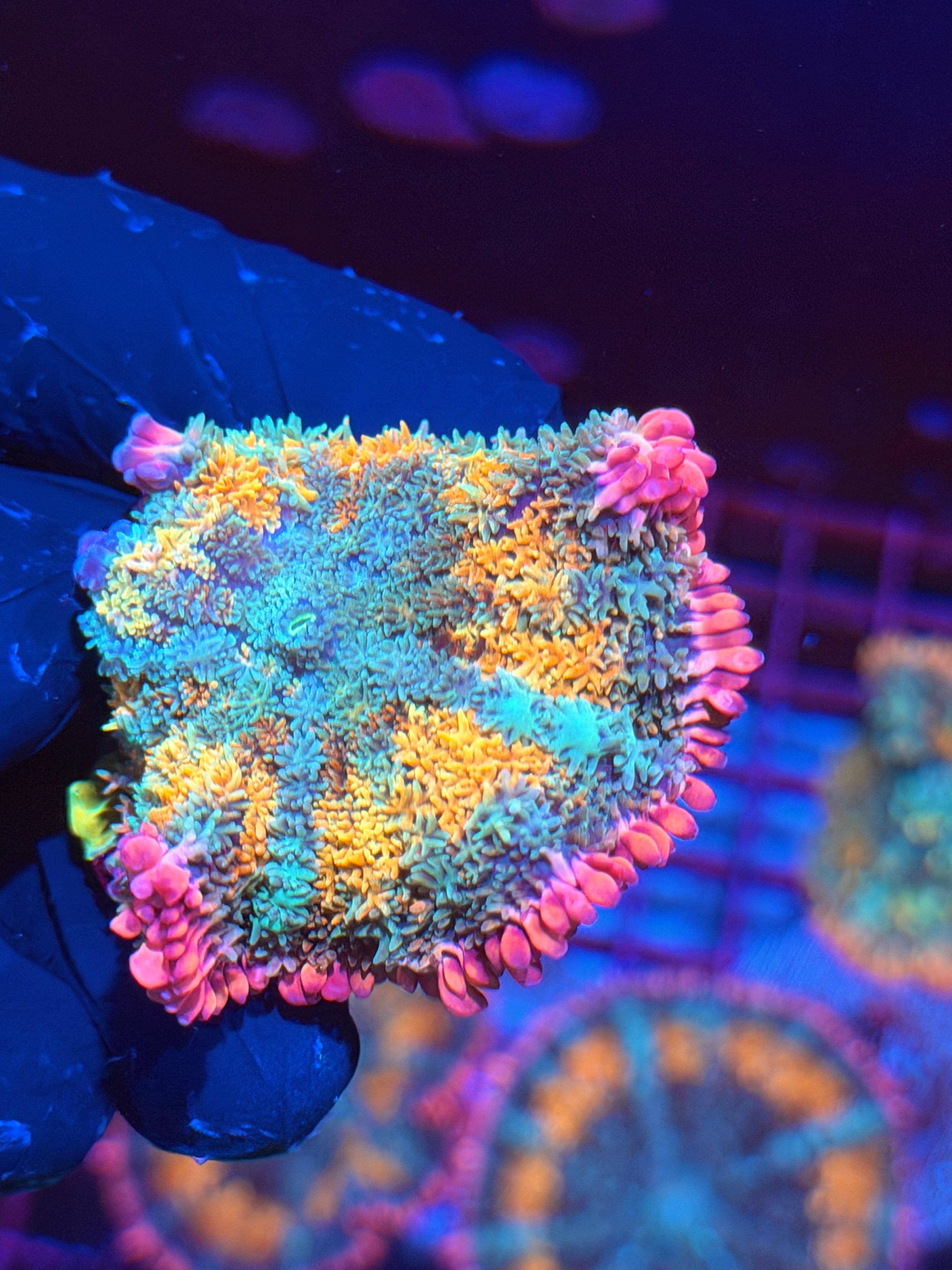 JEA Tropical Paradise Bounce Mushroom Coral Xl 6/4