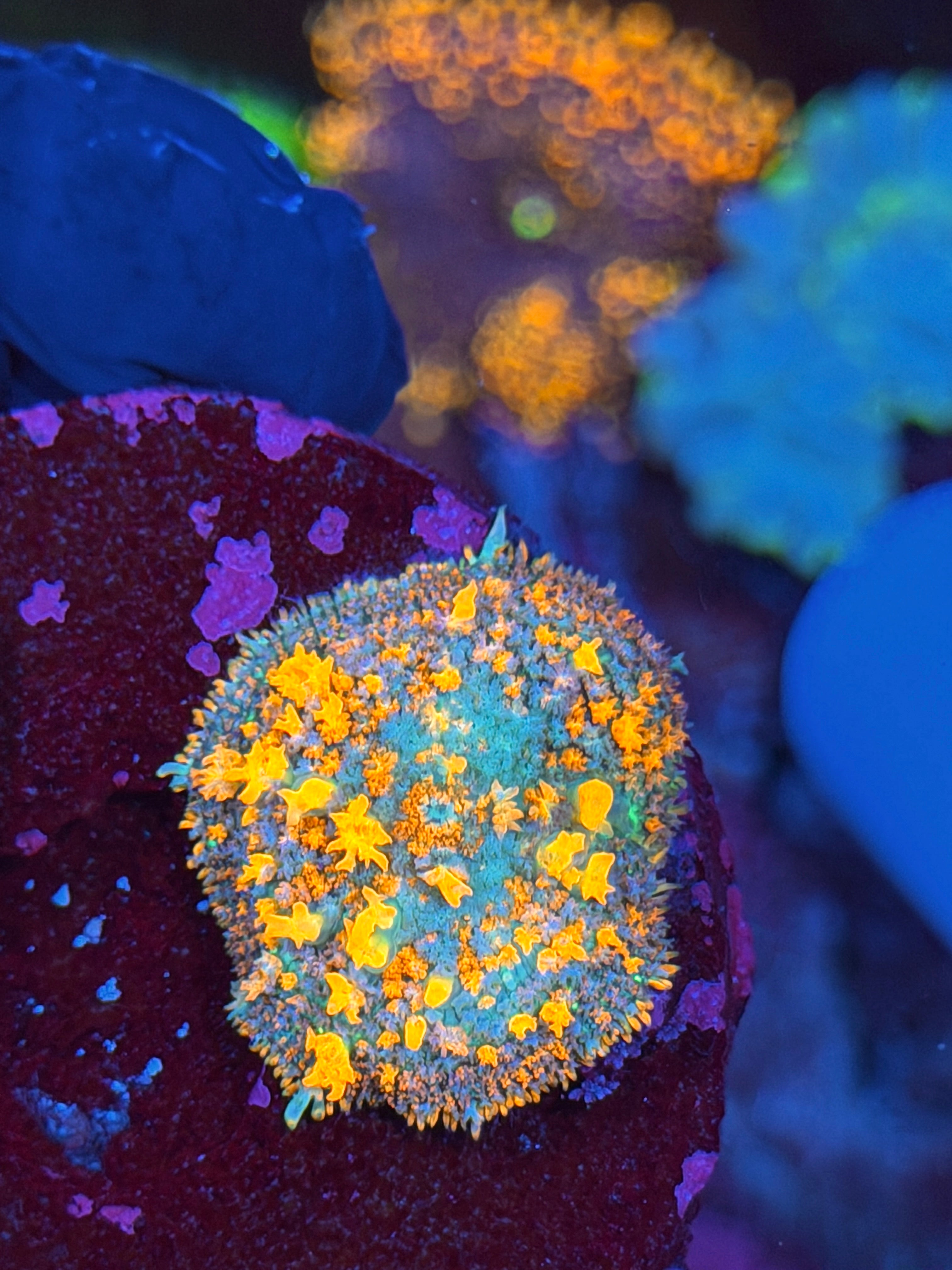 JEA Solar Flare Bounce Mushroom  Coral XL