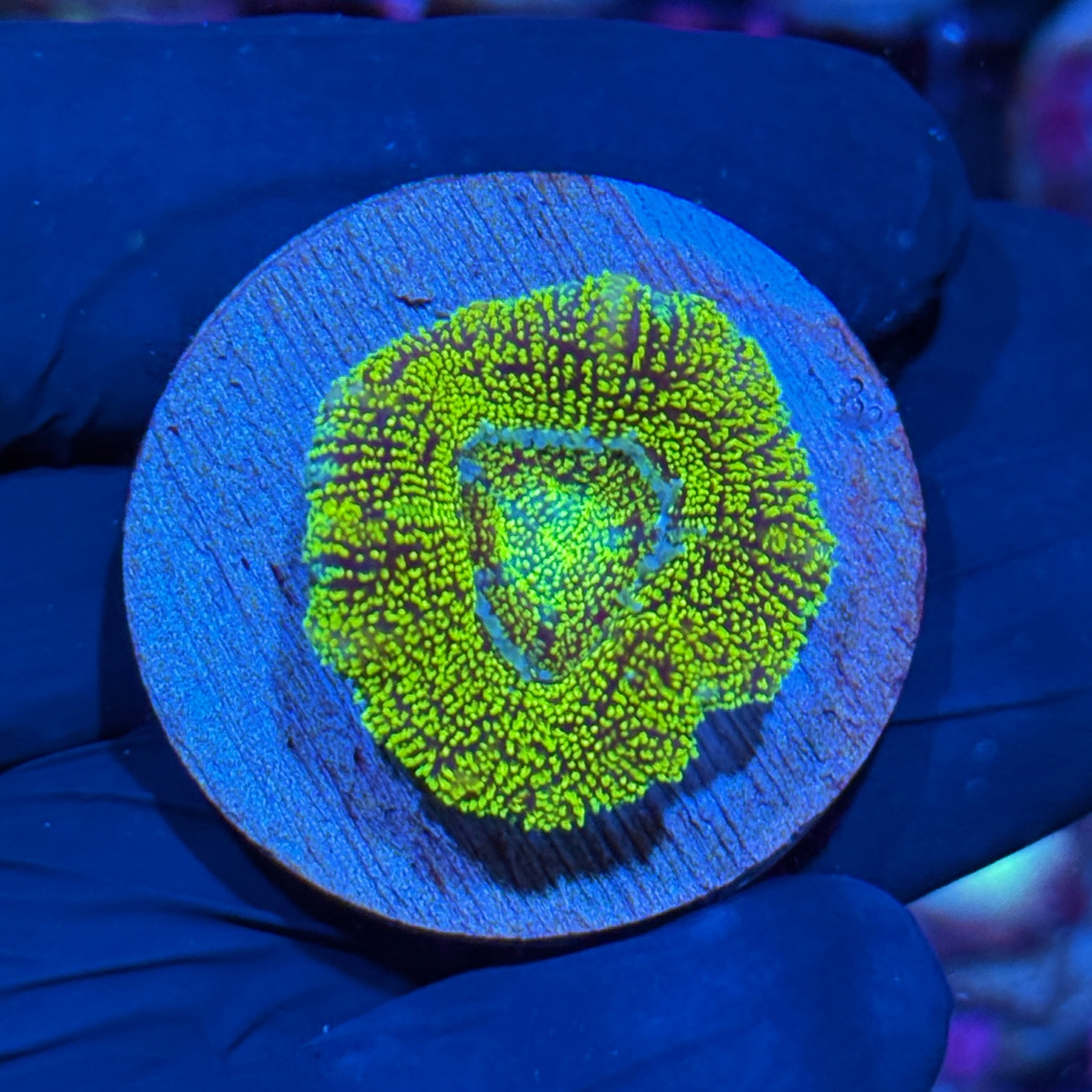 JEA Cosmic Glitter Asian Acans XL Polyp 1” 10/12