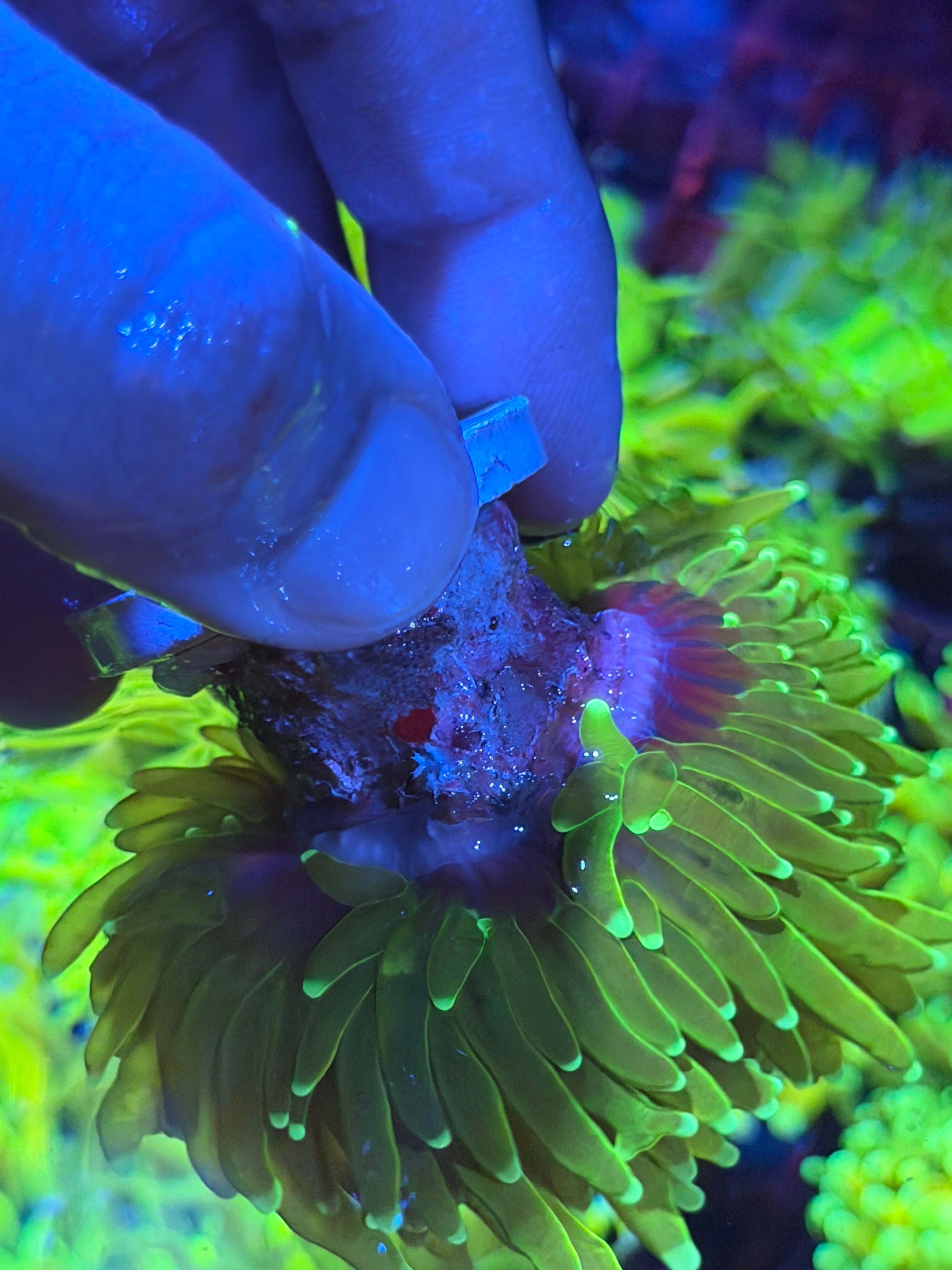 JEA Master Holy Grail Torch Coral 2 XL Heads 3/25