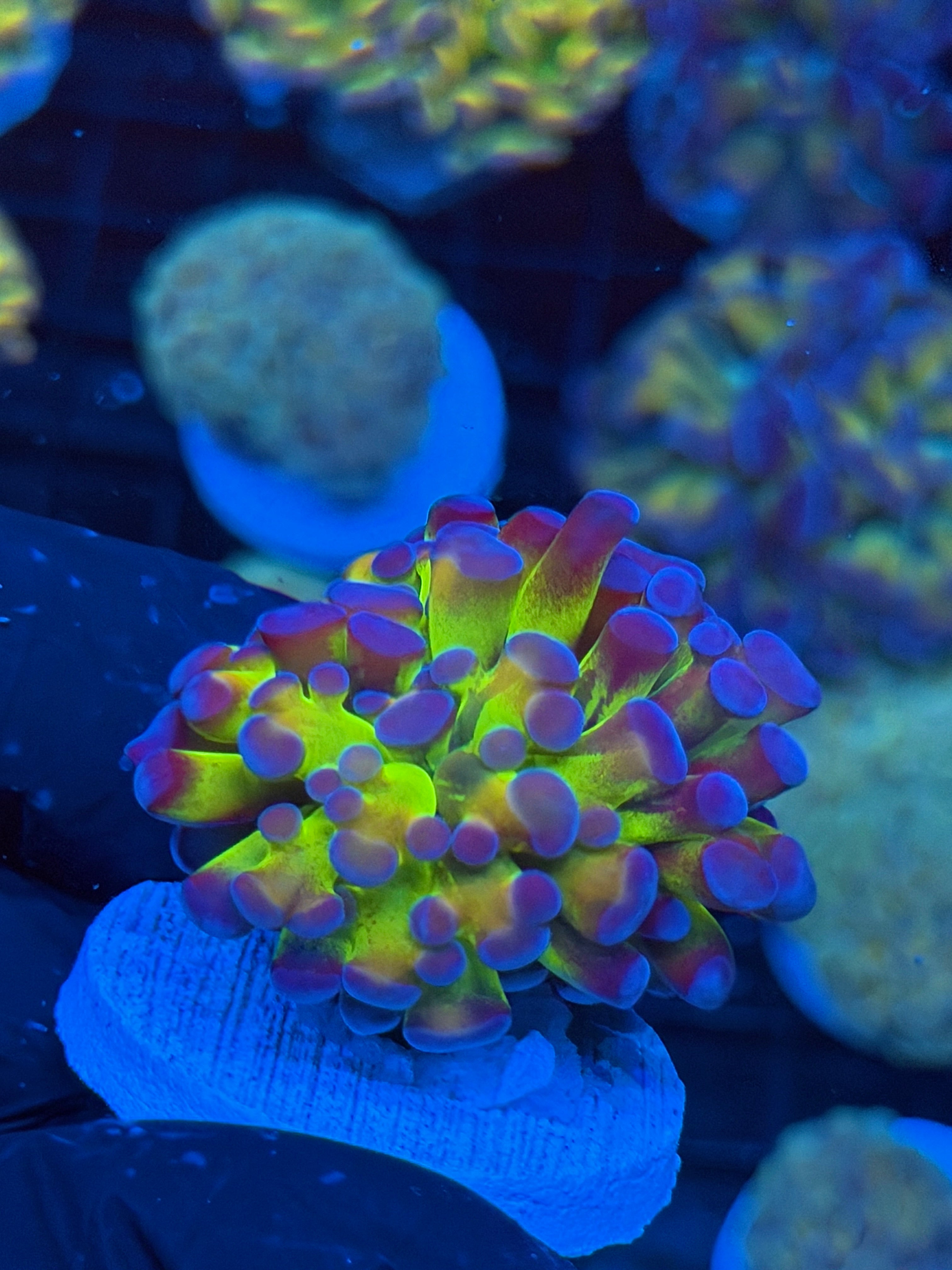 JEA GloStick Hammer Coral 1 XL Head Splitting BRIGHT 9/6