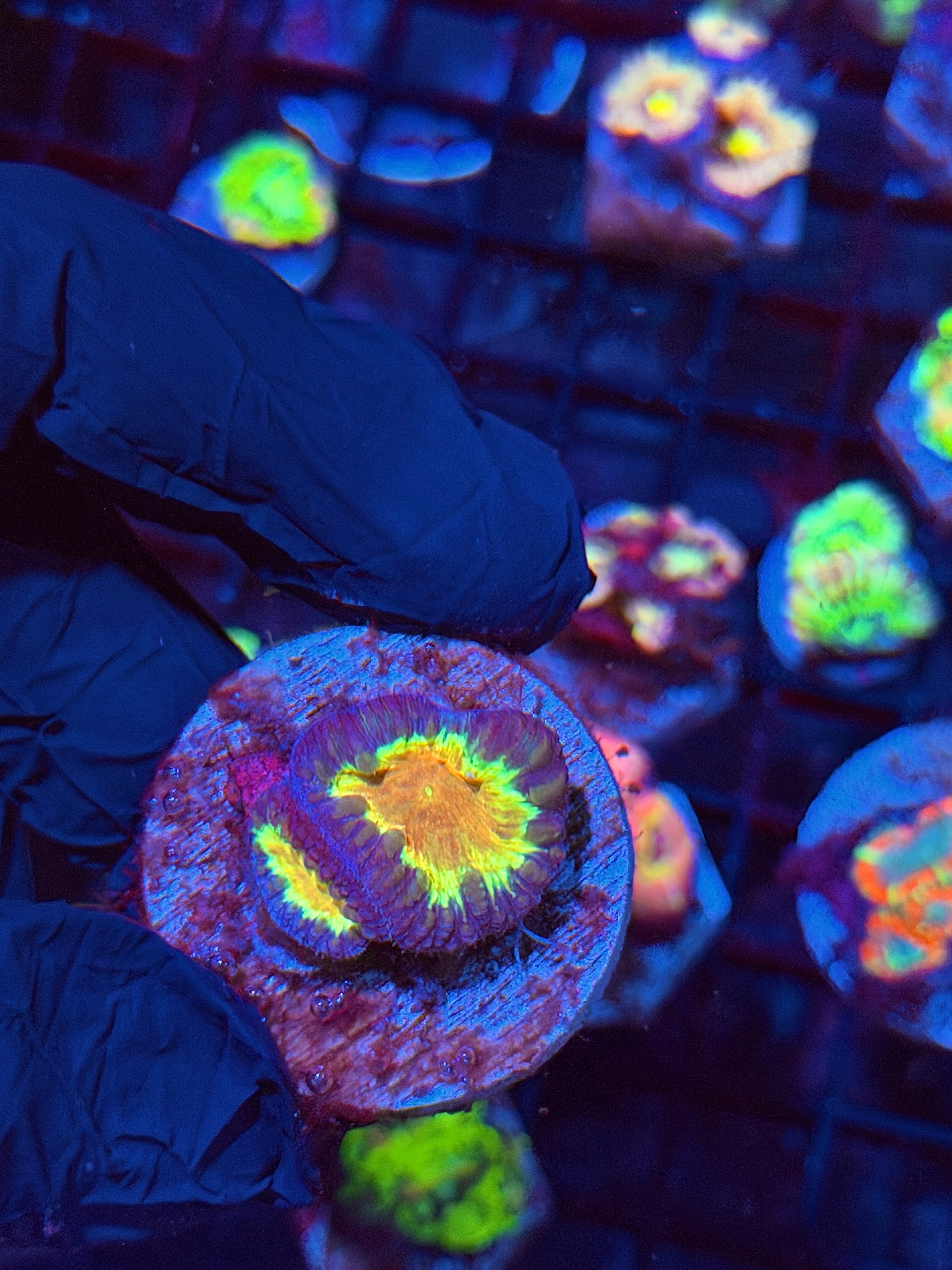 JEA Solar Explosion Blastomussa Coral 2 Heads